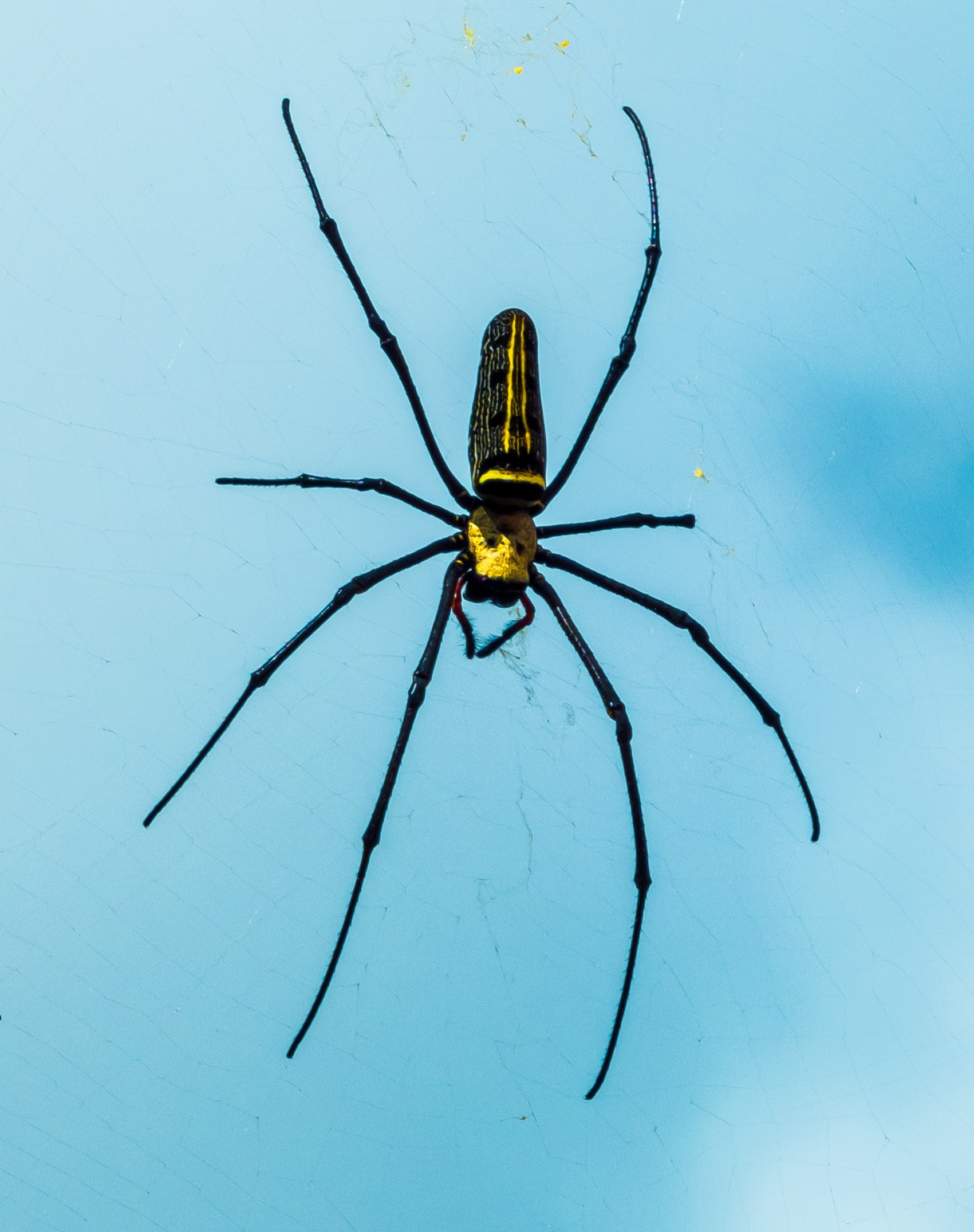 spider network close 4k, Phone HD Wallpaper
