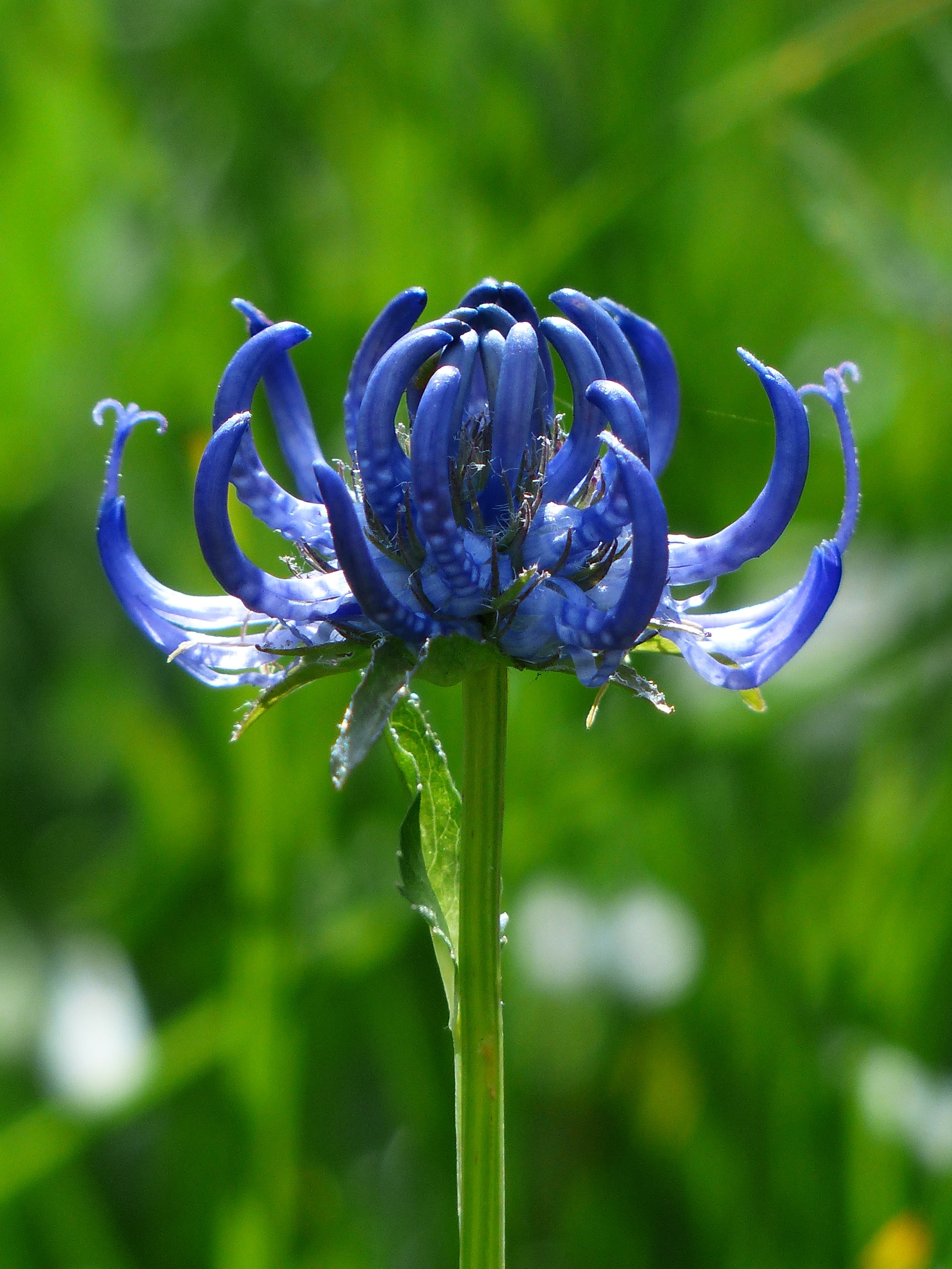 spherical devils claw flower blossom bloom blue 4k, Phone HD Wallpaper