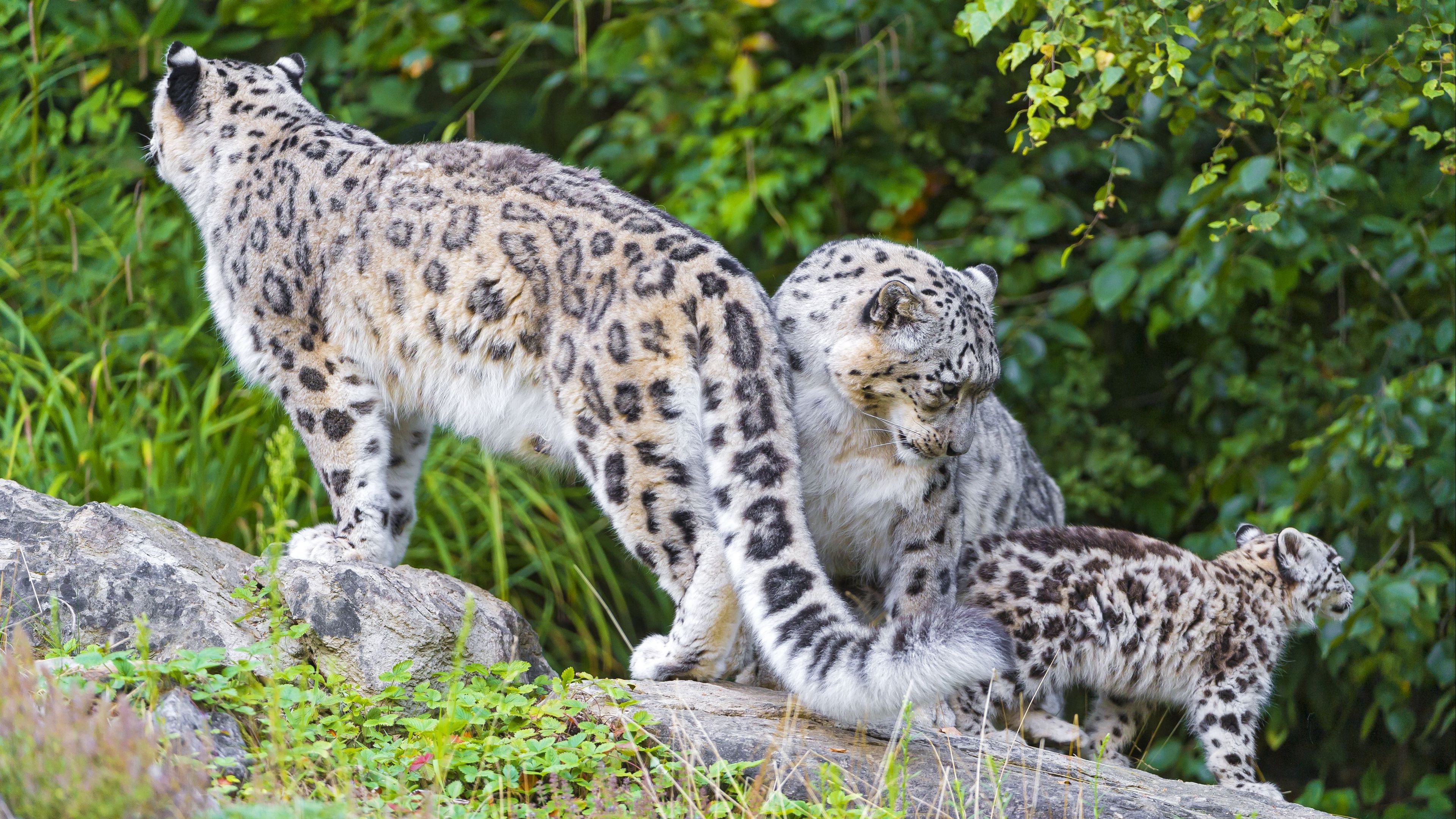 snow leopard, little, family, 4k, HD Wallpaper