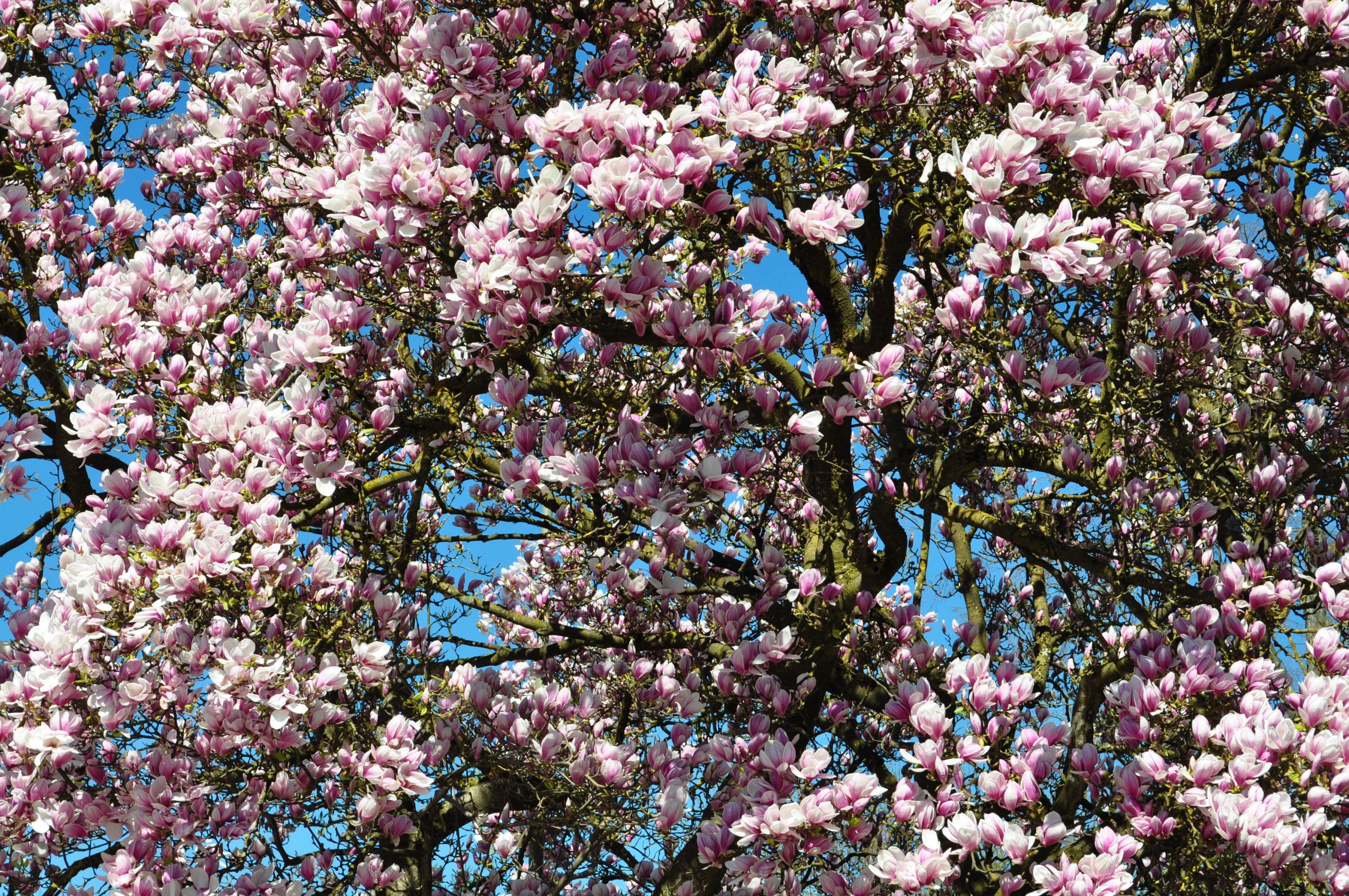 spring blossom bloom garden magnolia tree nature 4k, HD Wallpaper