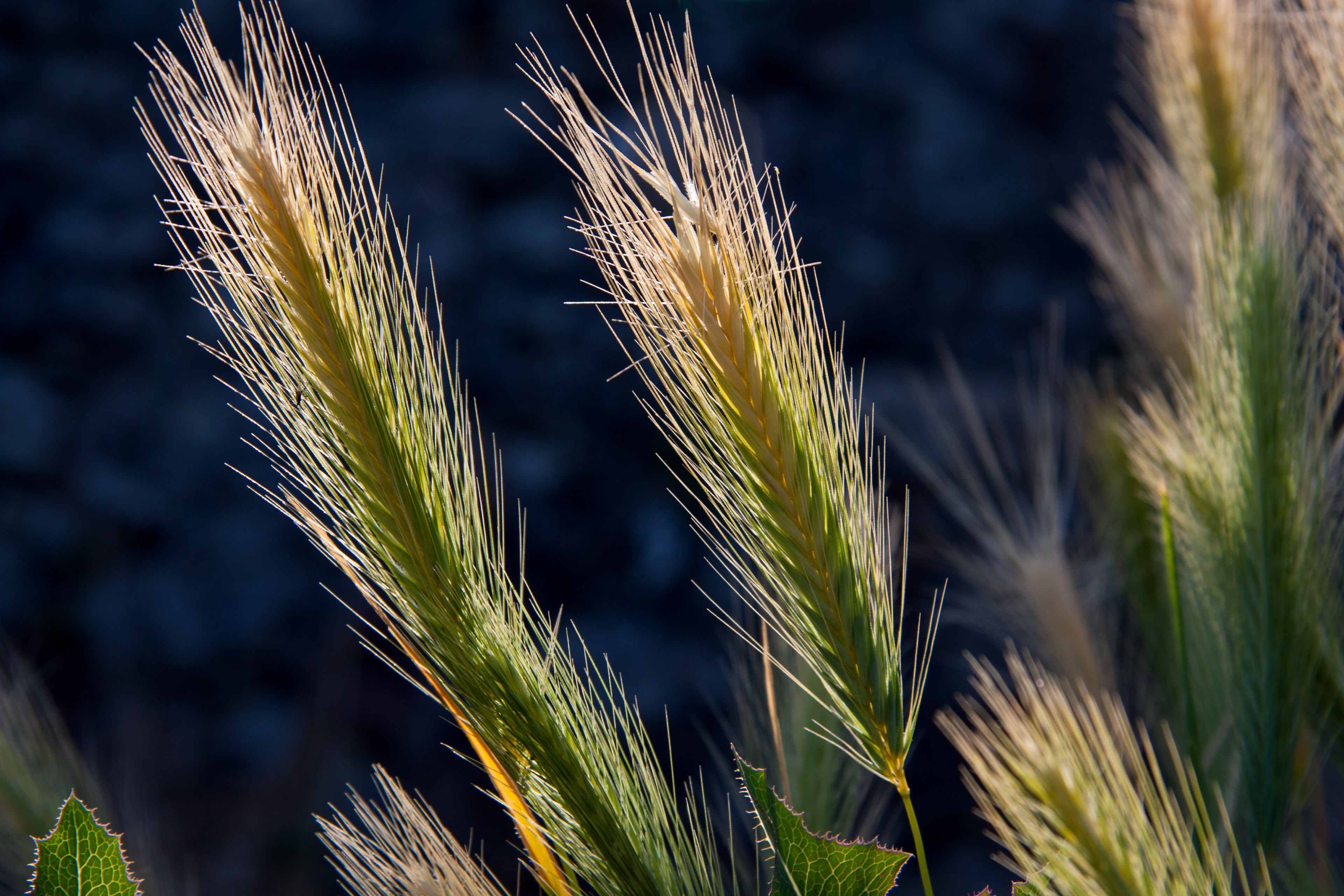 spike awns grass grain cereals wild grain 4k, HD Wallpaper