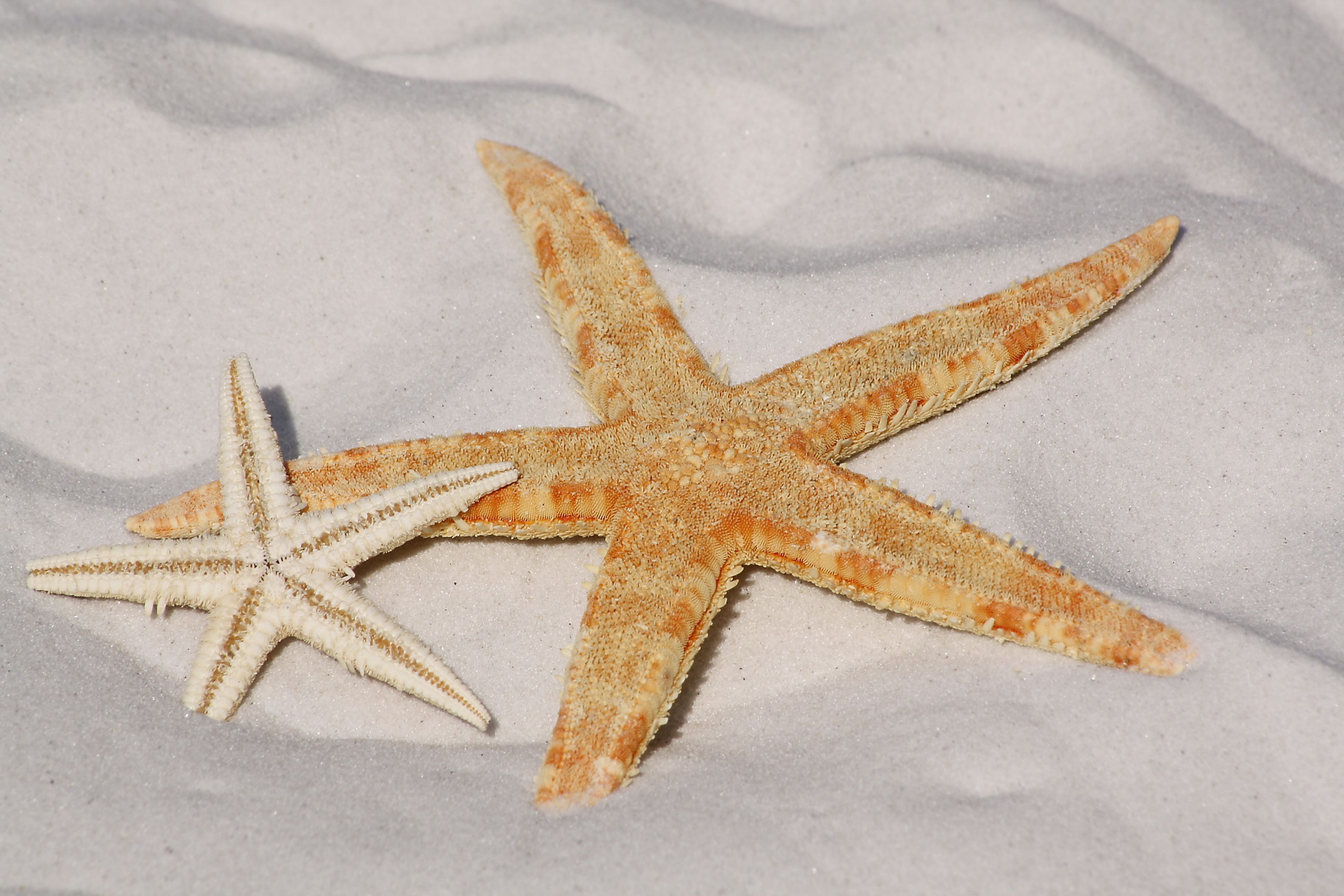 starfish sand beach sea water sun lake bodnar 4k, HD Wallpaper