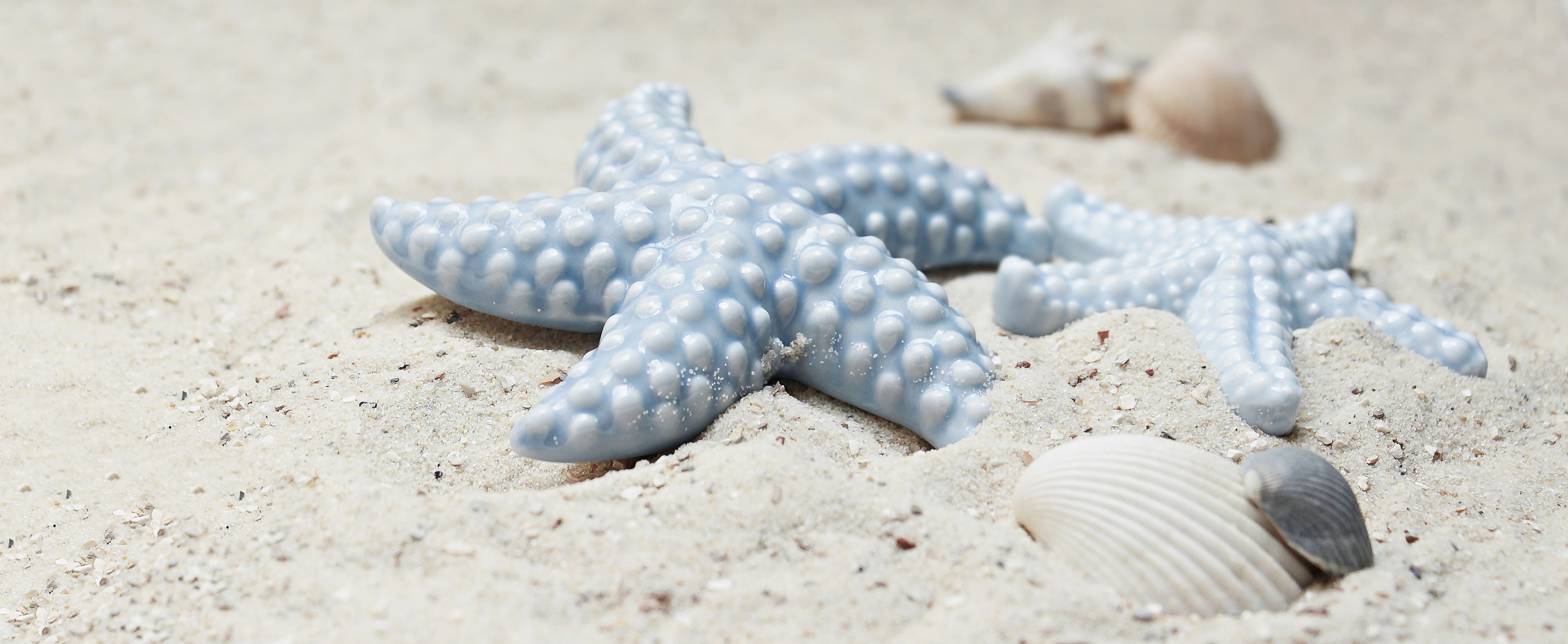 starfish mussels sand porcelain porcelain starfish 4k, HD Wallpaper