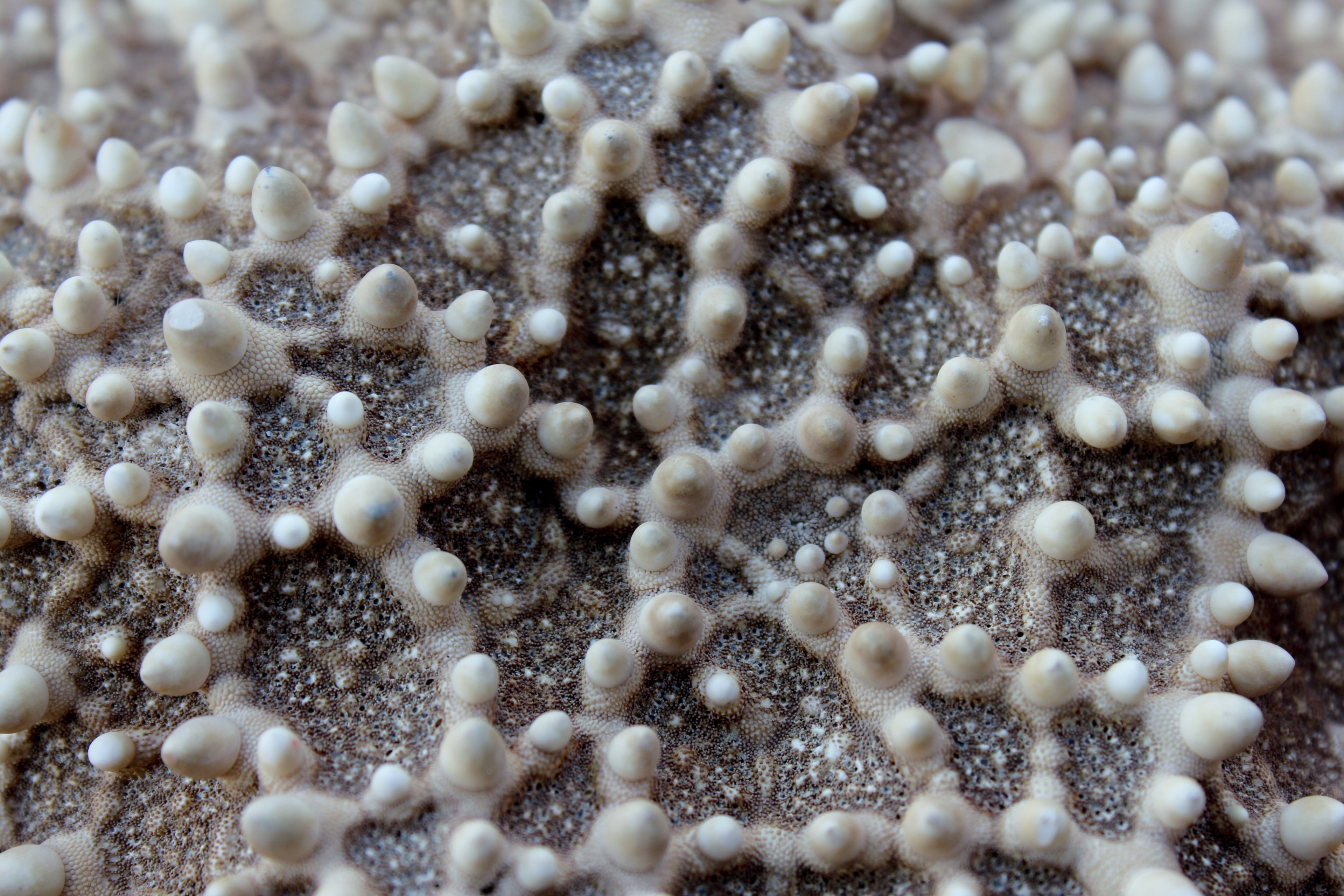 starfish macro close ocean sea water underwater 4k, HD Wallpaper