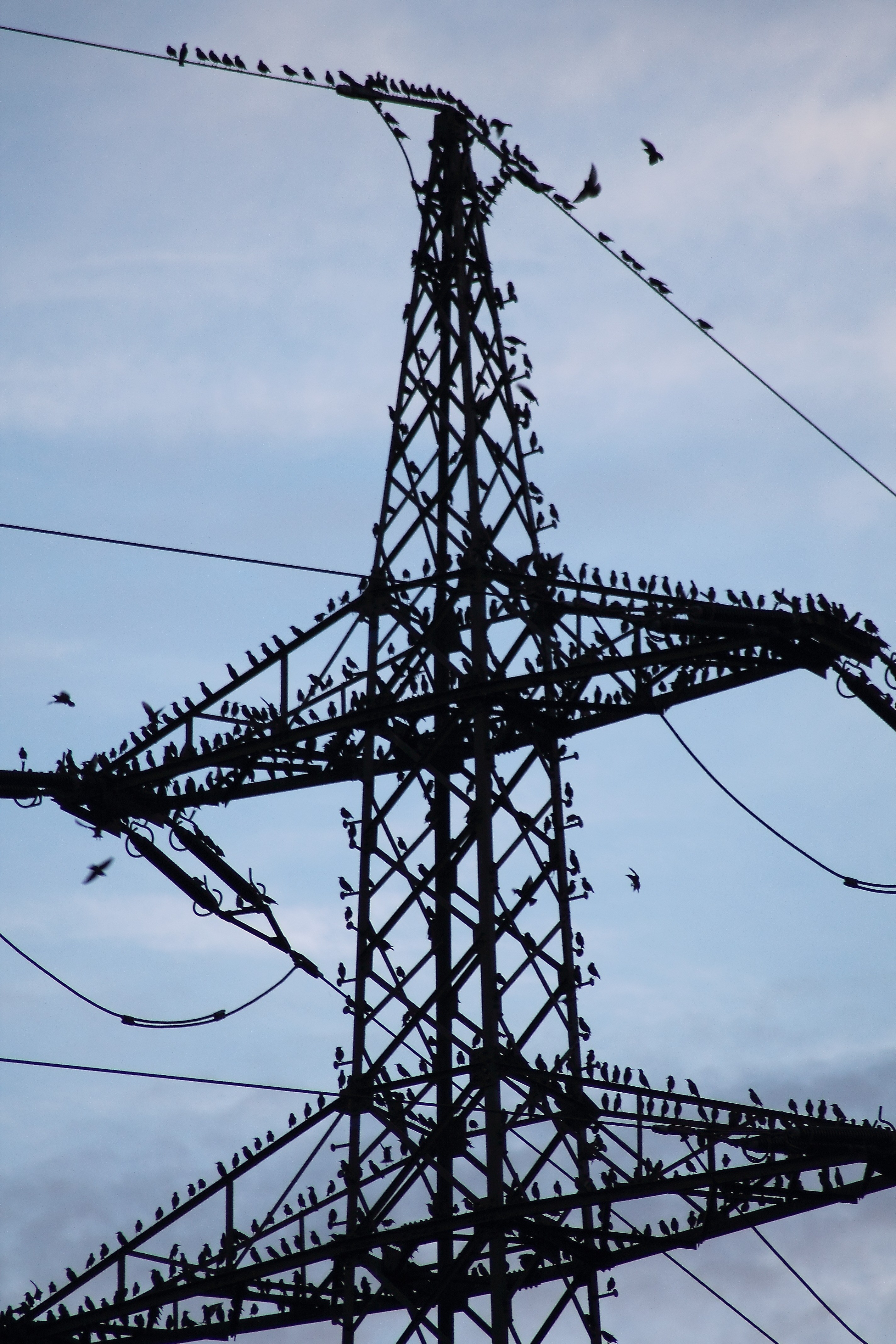 stare sturnus vulgaris star flight flock of birds 4k, Phone HD Wallpaper