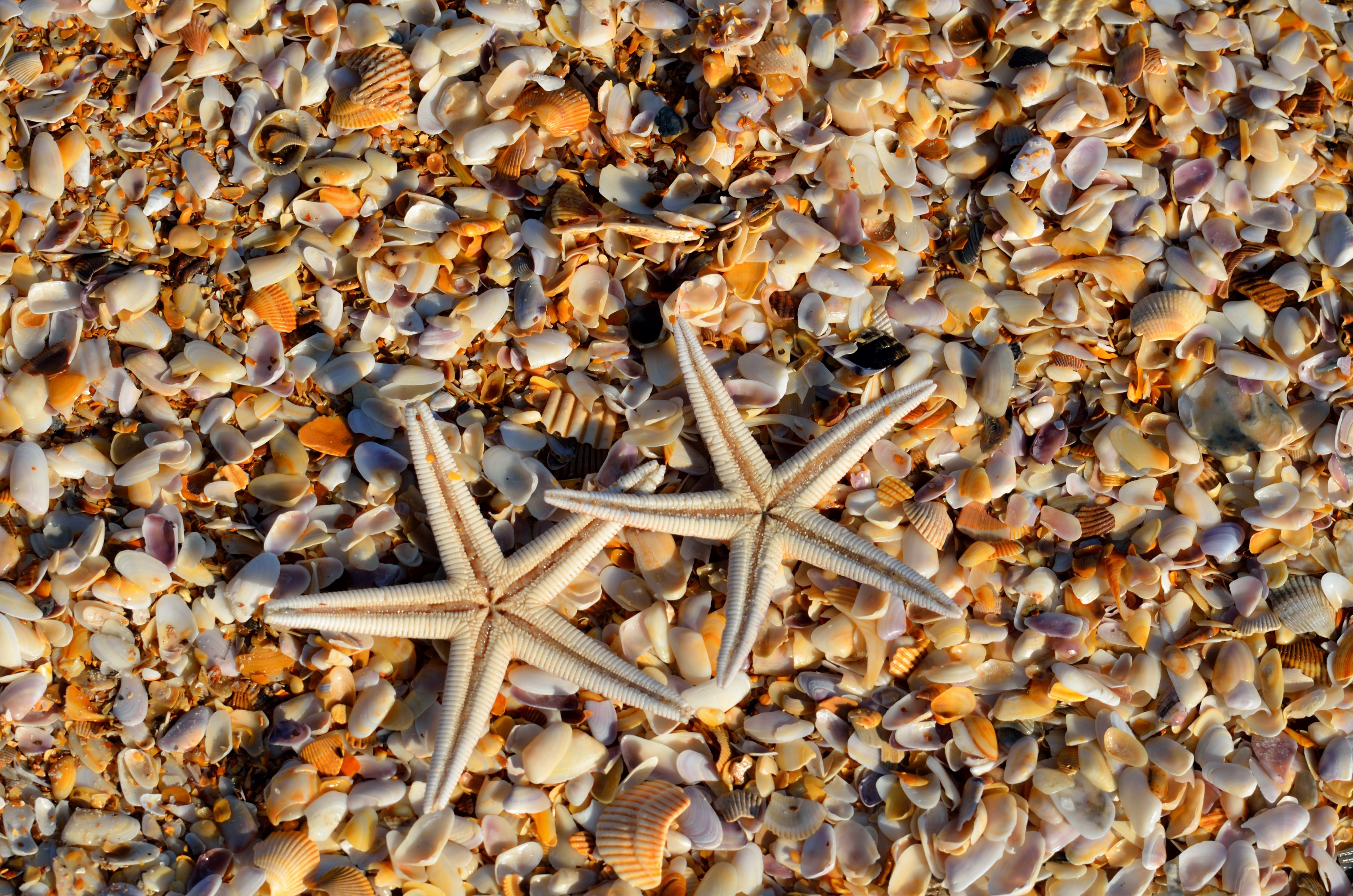 starfish sea life animal coral life marine ocean 4k, HD Wallpaper
