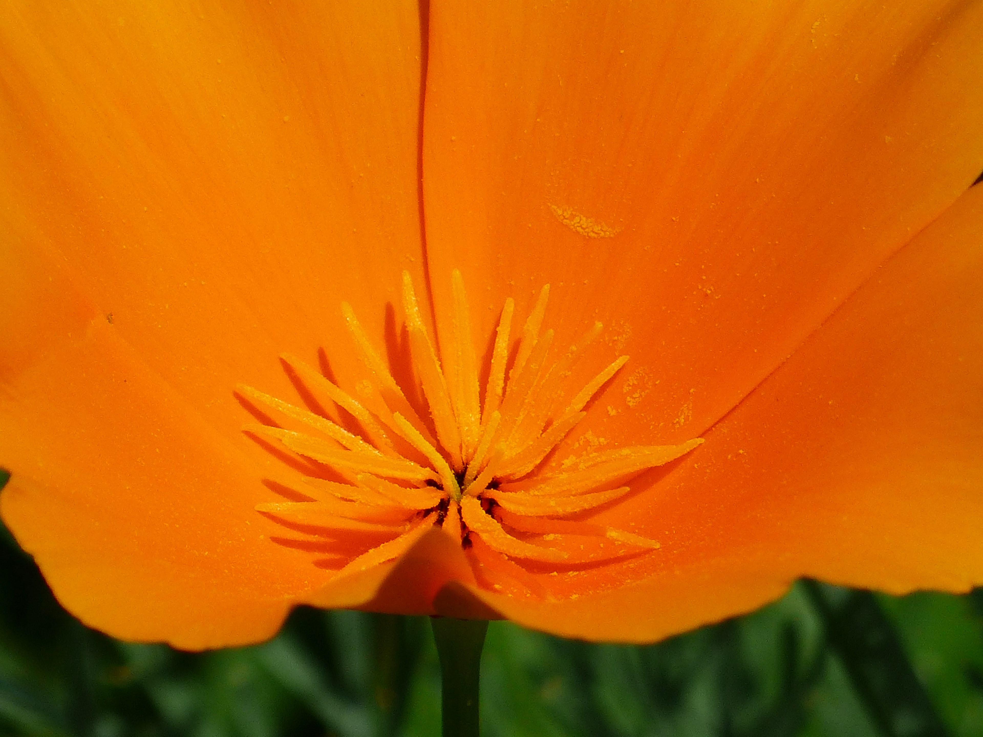 stamen pollen bee pollen eschscholzia californica 4k, HD Wallpaper
