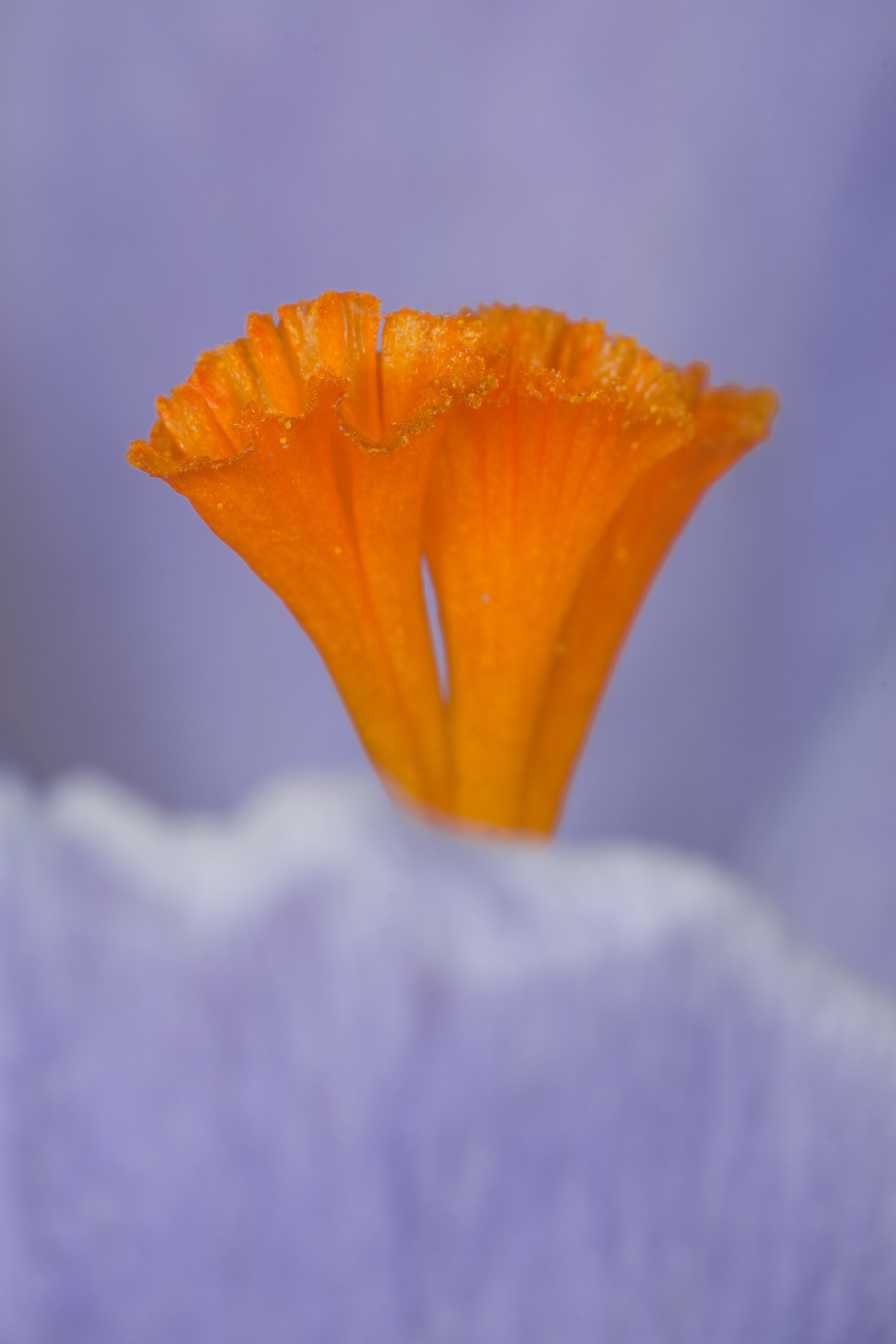 stamen saffron orange violet flower macro nature 4k, Phone HD Wallpaper