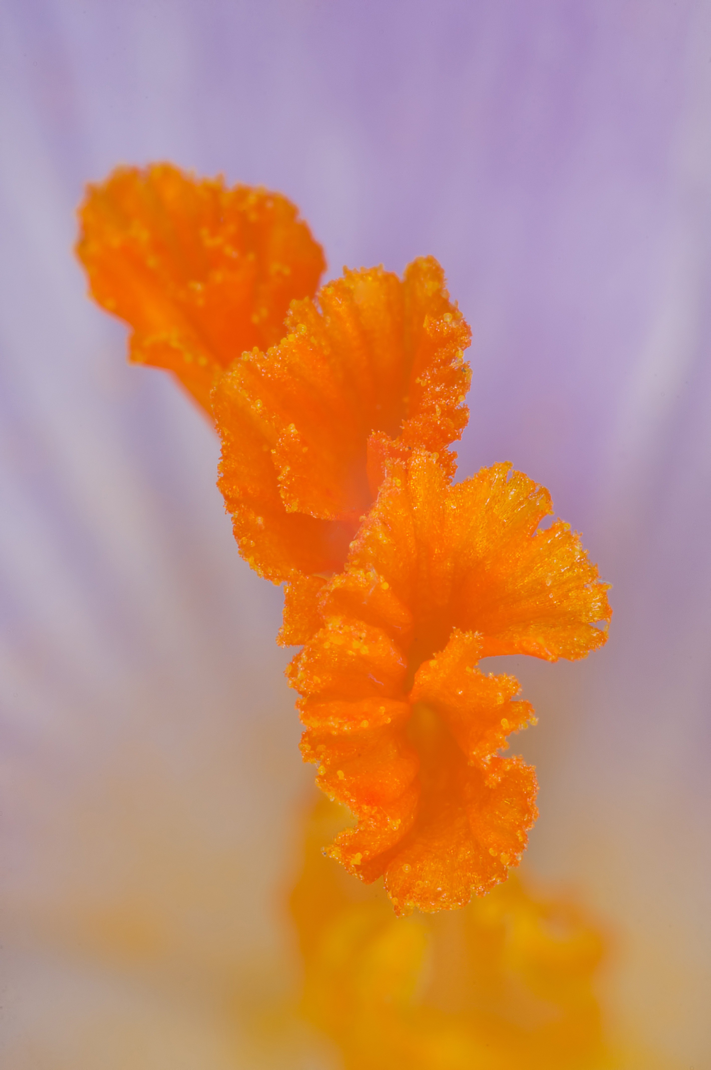 stamen saffron orange violet flower macro nature 4k, Phone HD Wallpaper