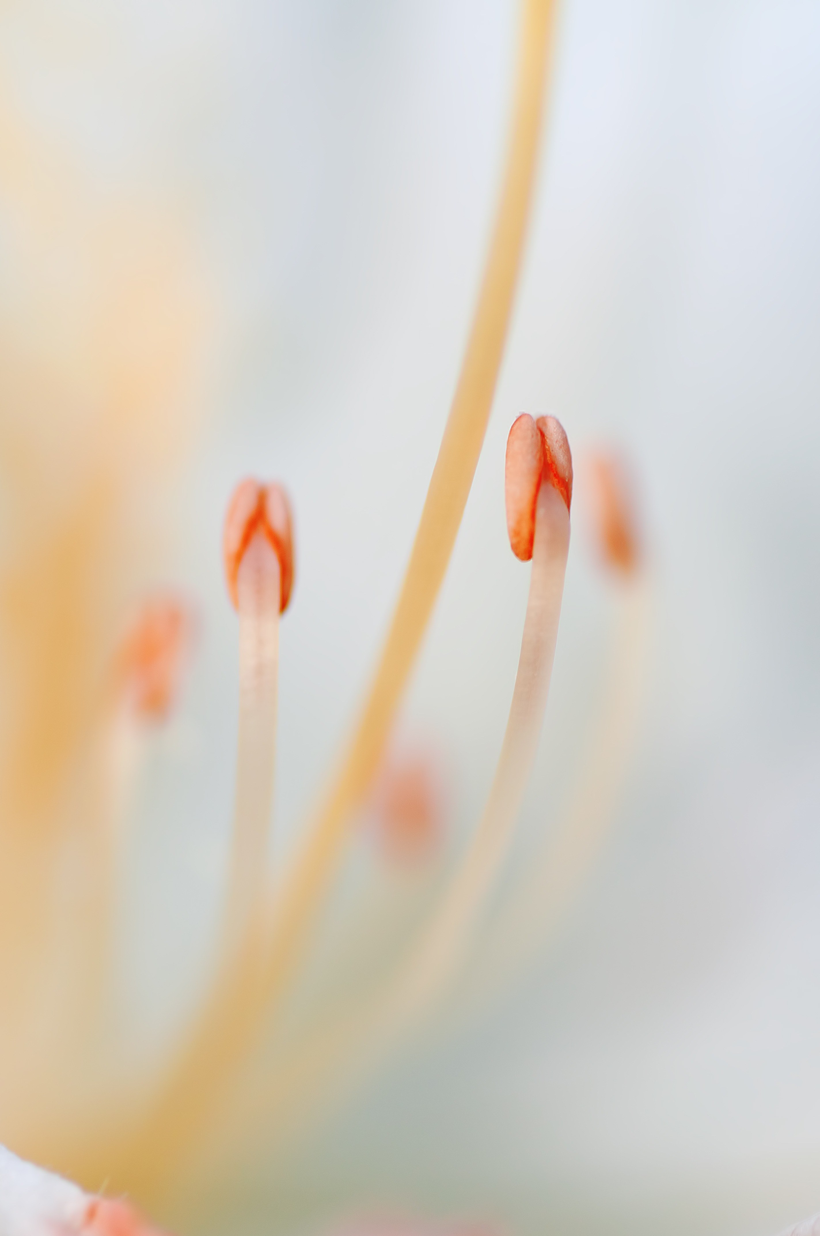 stamen flower macro nature 4k, Phone HD Wallpaper