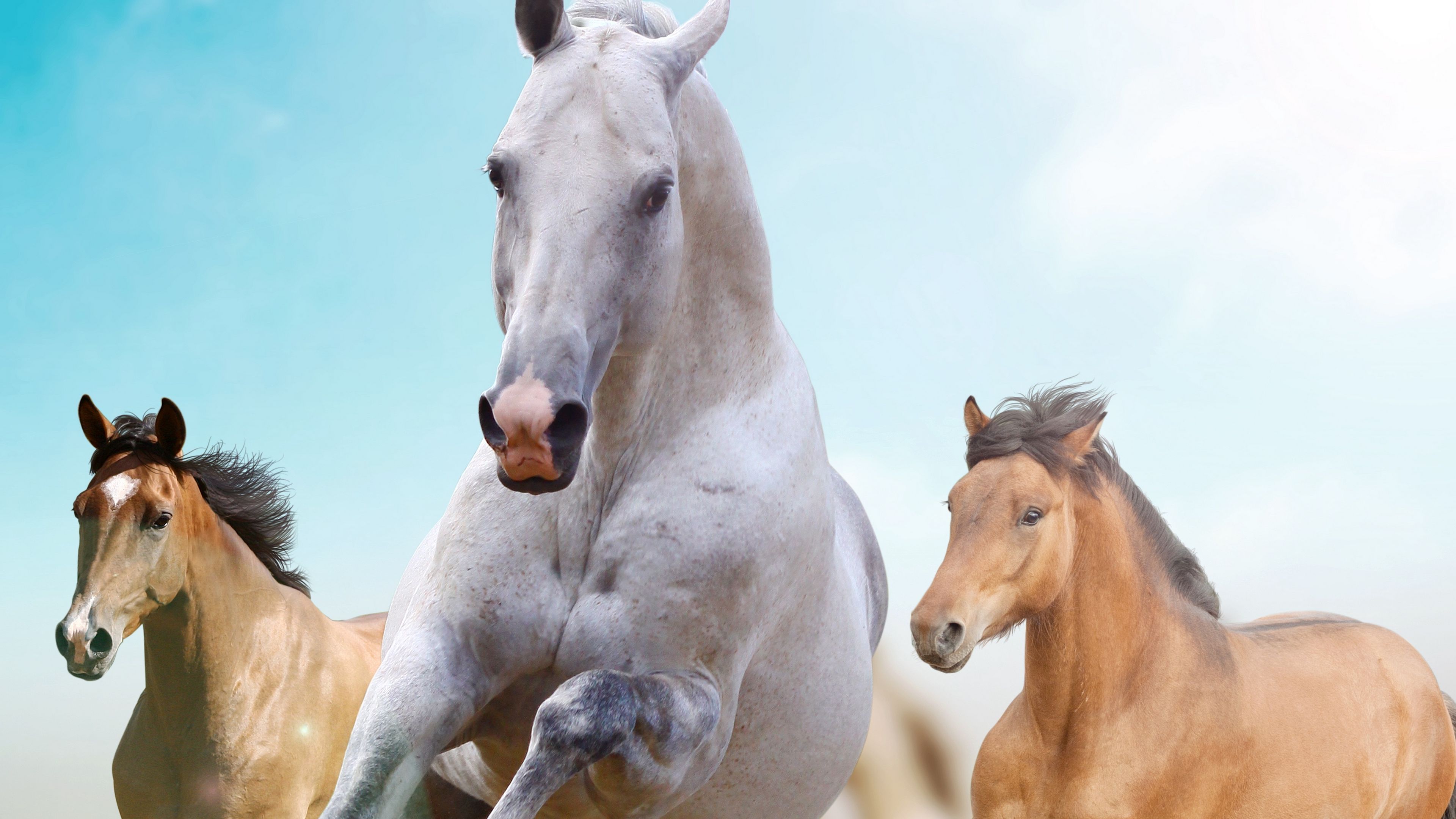 horses, running, freedom, 4k, HD Wallpaper