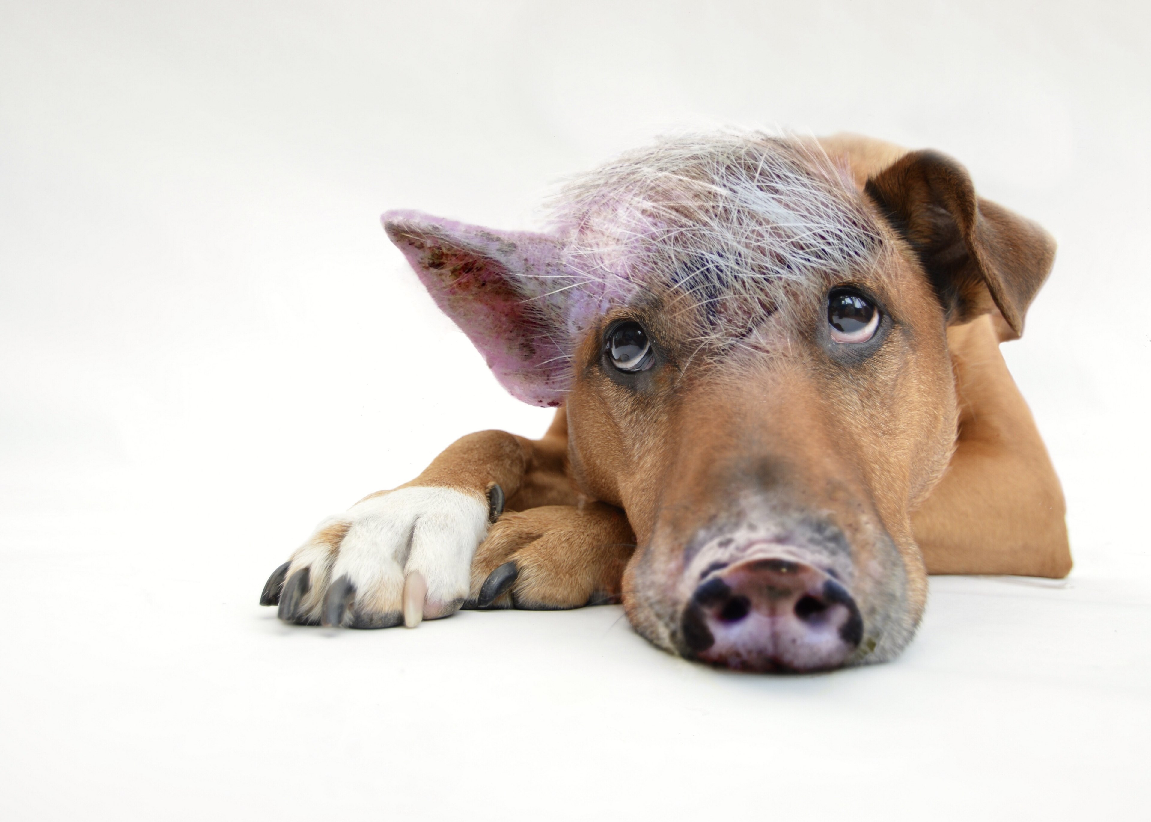 son of a bitch inner pig dog dog pig composing 4k, HD Wallpaper