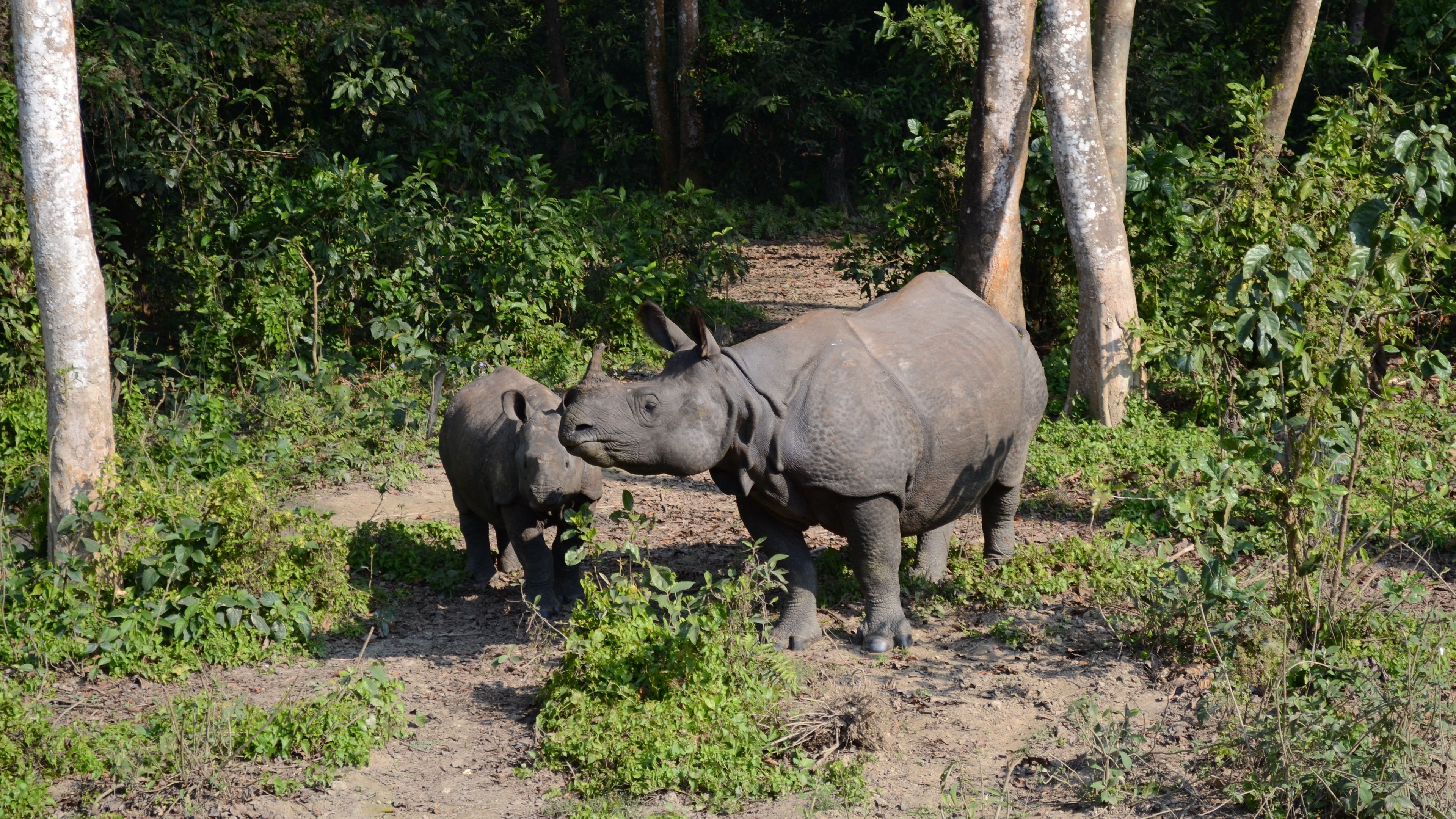forest, walk, rhinos, family, 4k, HD Wallpaper