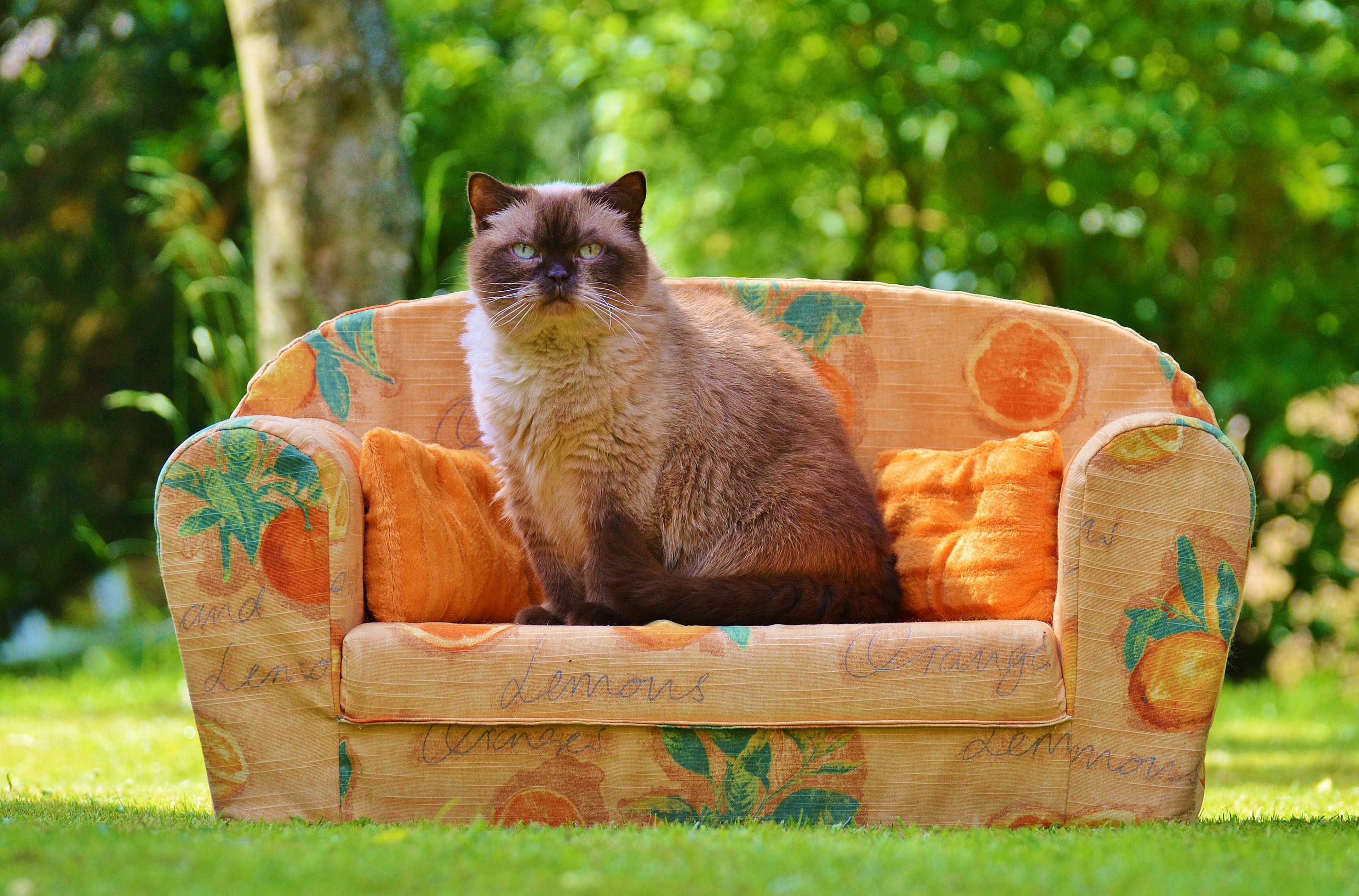 sofa couch cat british shorthair thoroughbred fur 4k, HD Wallpaper