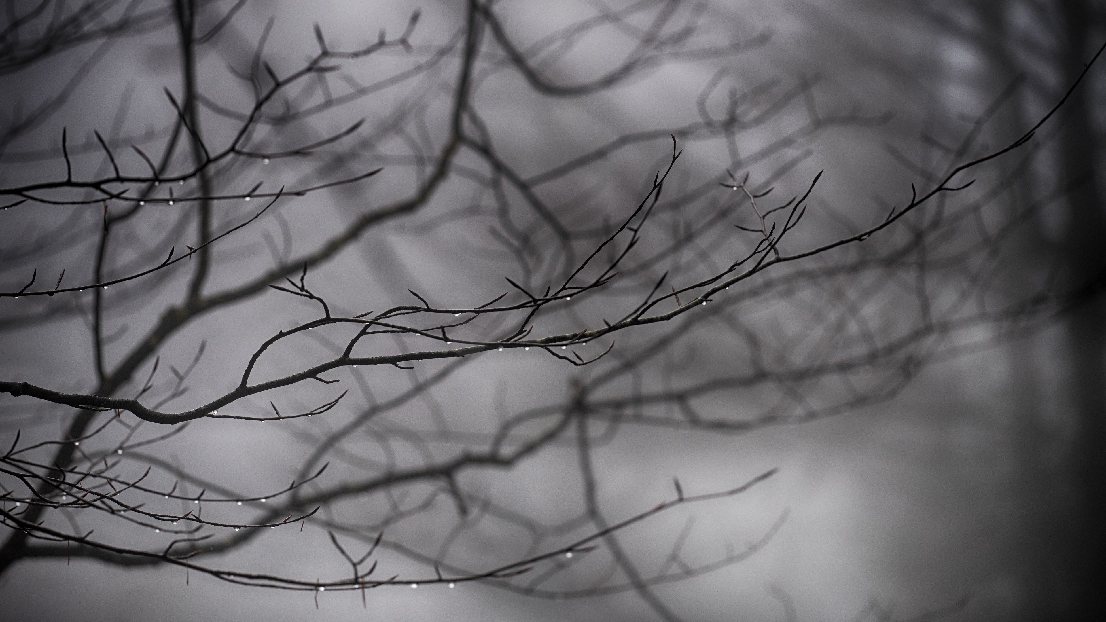 branches, drops, bw, 4k, HD Wallpaper