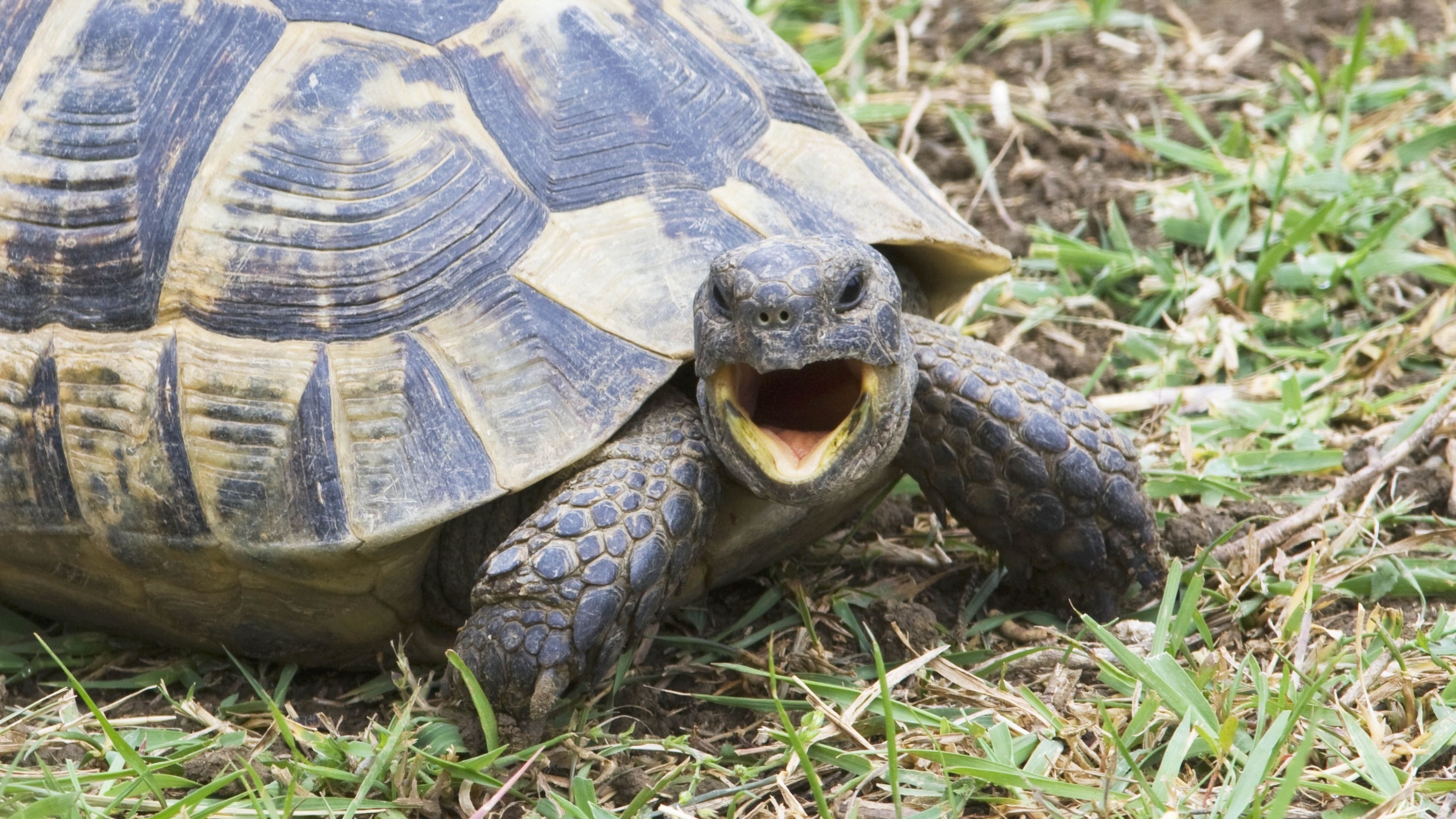 shouting, angry, turtle, grass, 4k, HD Wallpaper