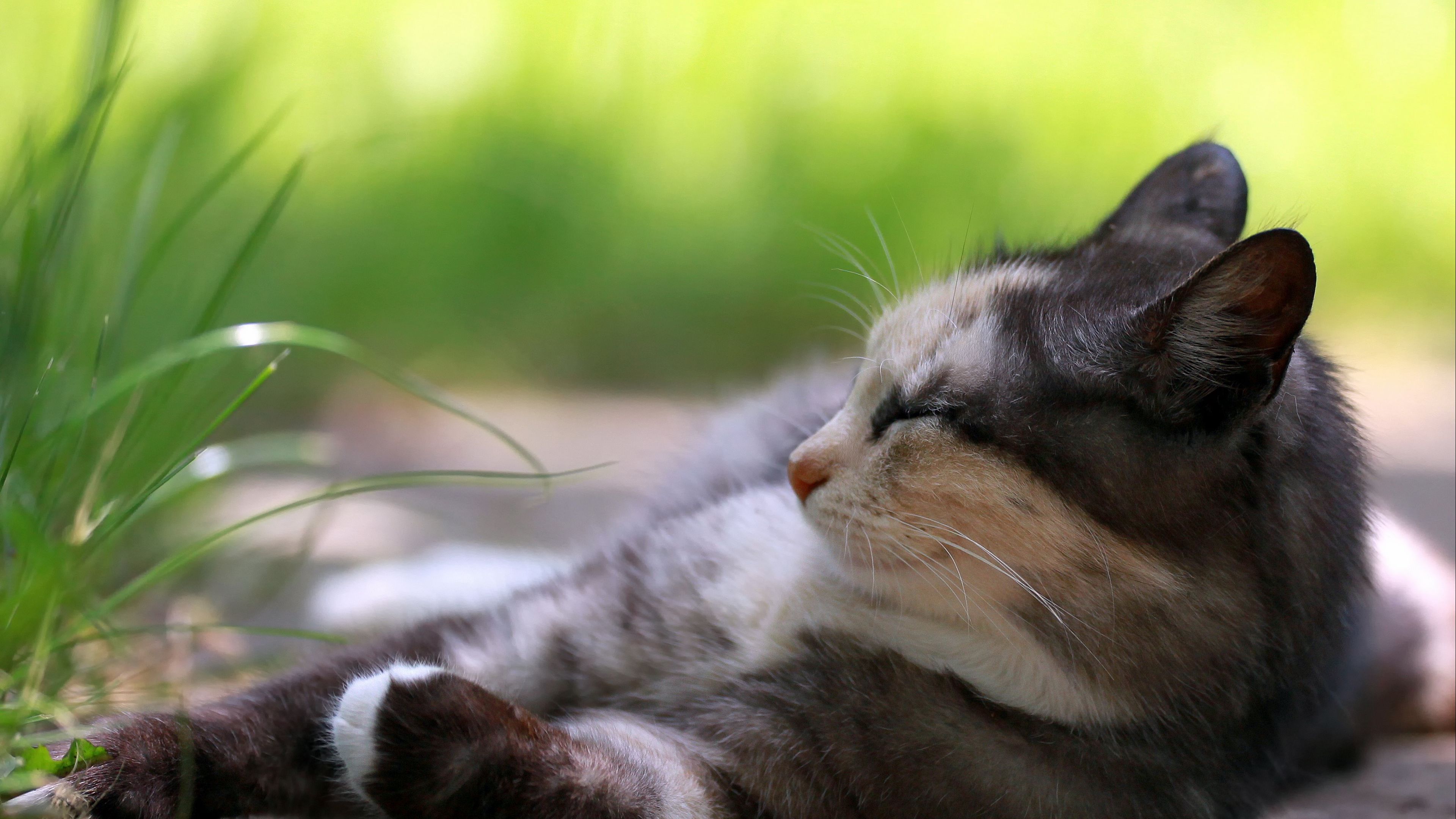 cat, holiday, grass, 4k, HD Wallpaper