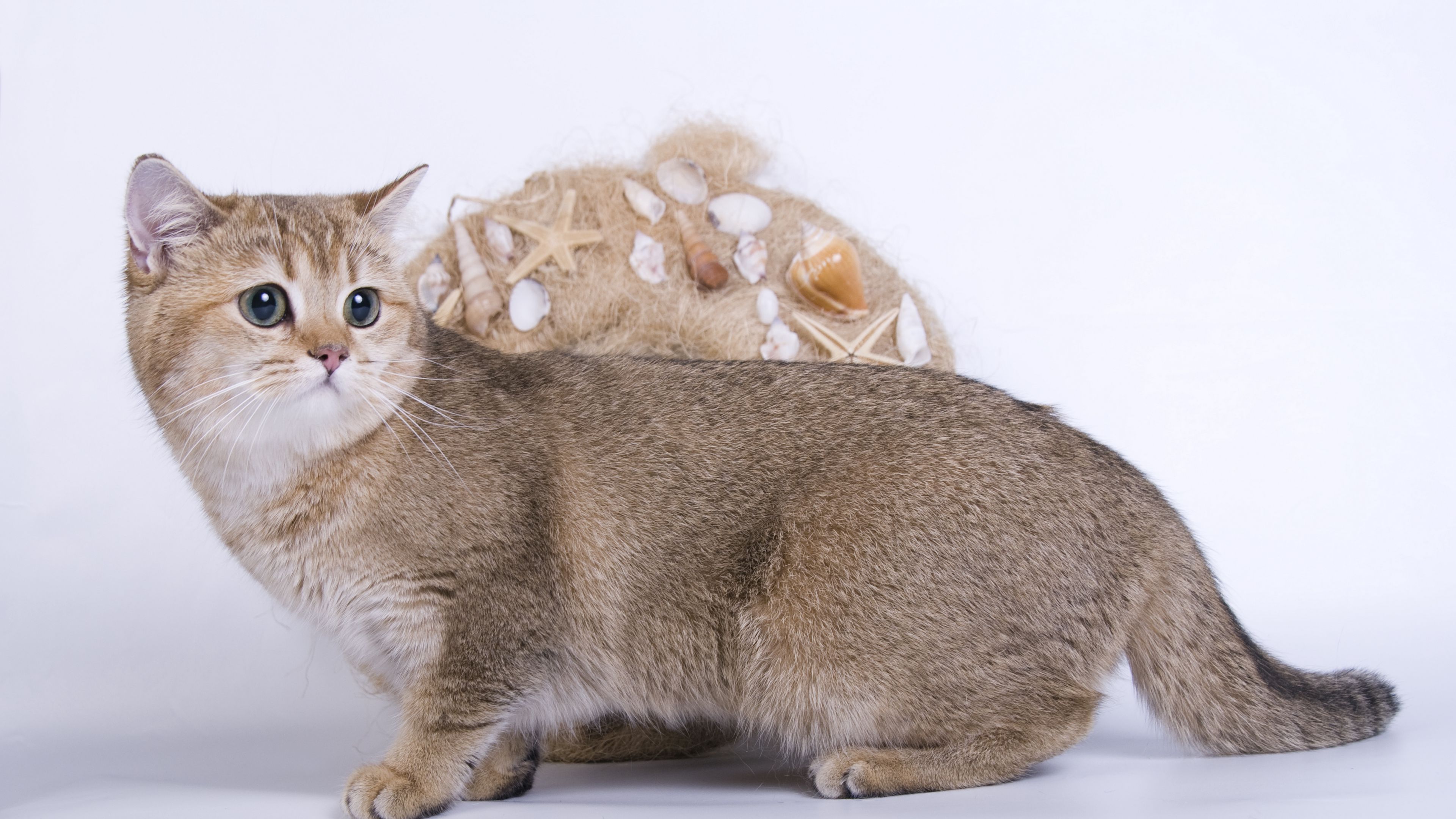 cat, fright, look, 4k, HD Wallpaper