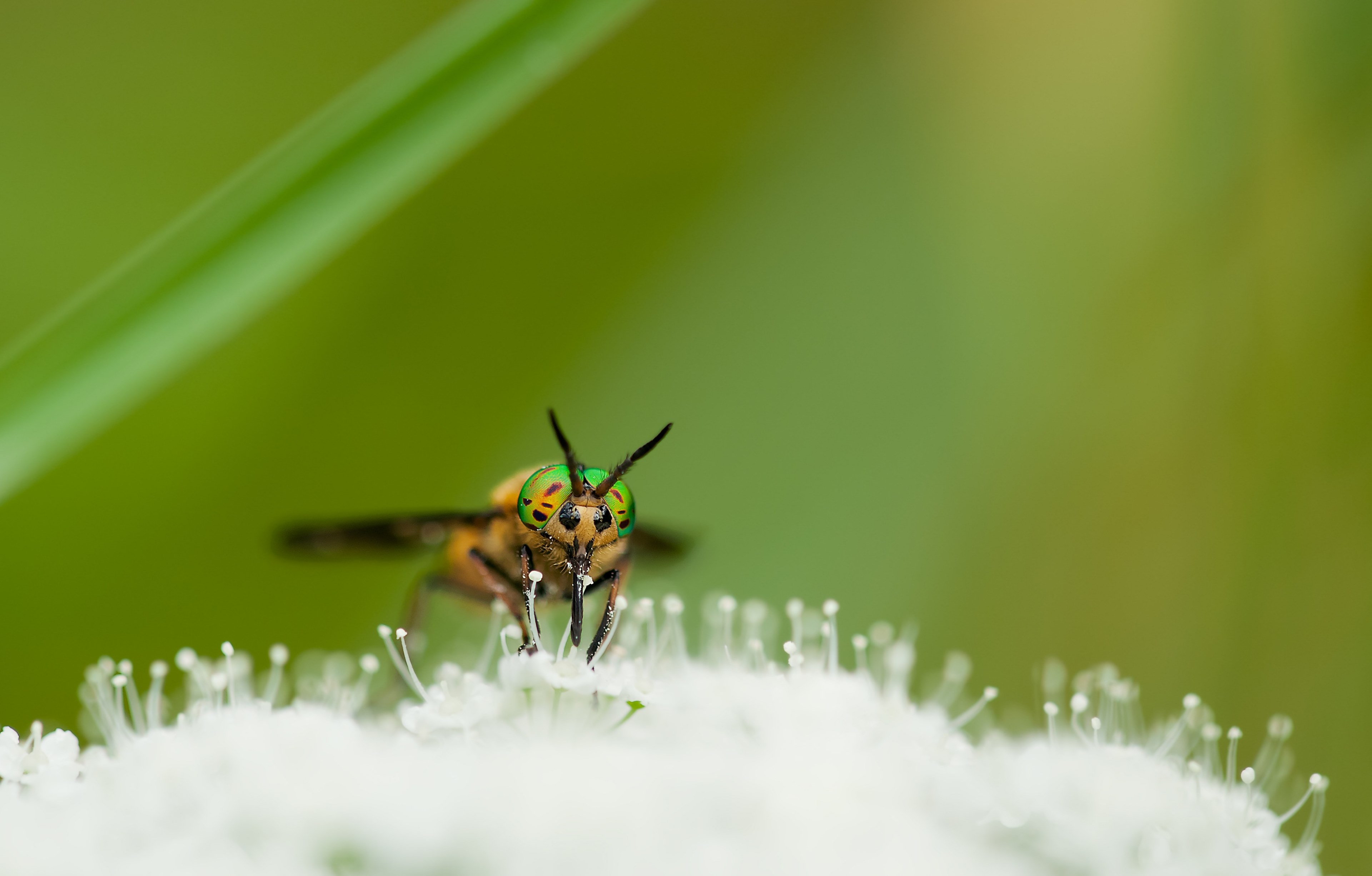 species brake chrysops relictus males nature insect 4k, HD Wallpaper