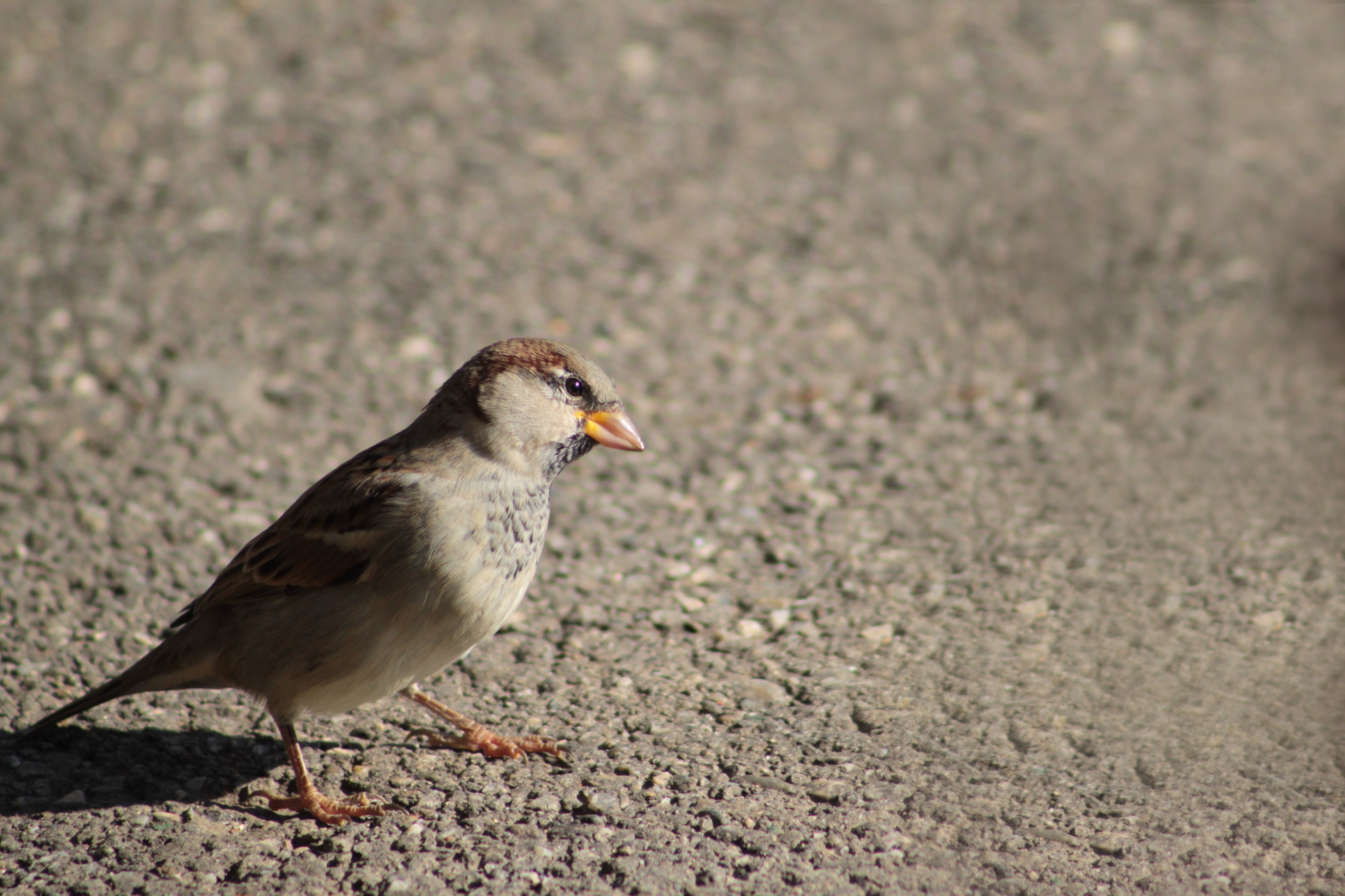 sparrow bird animal nature songbird 4k, HD Wallpaper