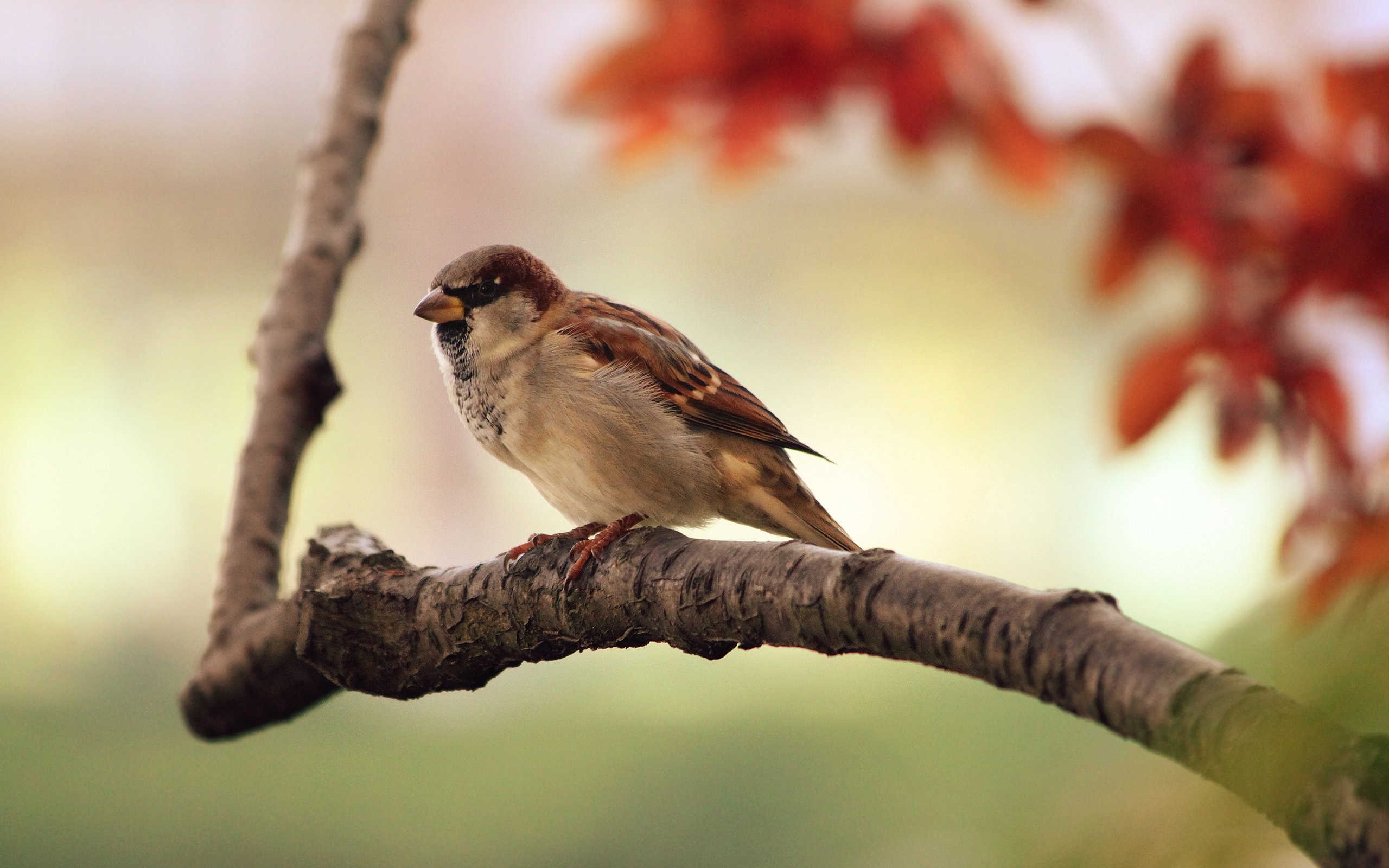 sparrow tree branch bird 4k, HD Wallpaper