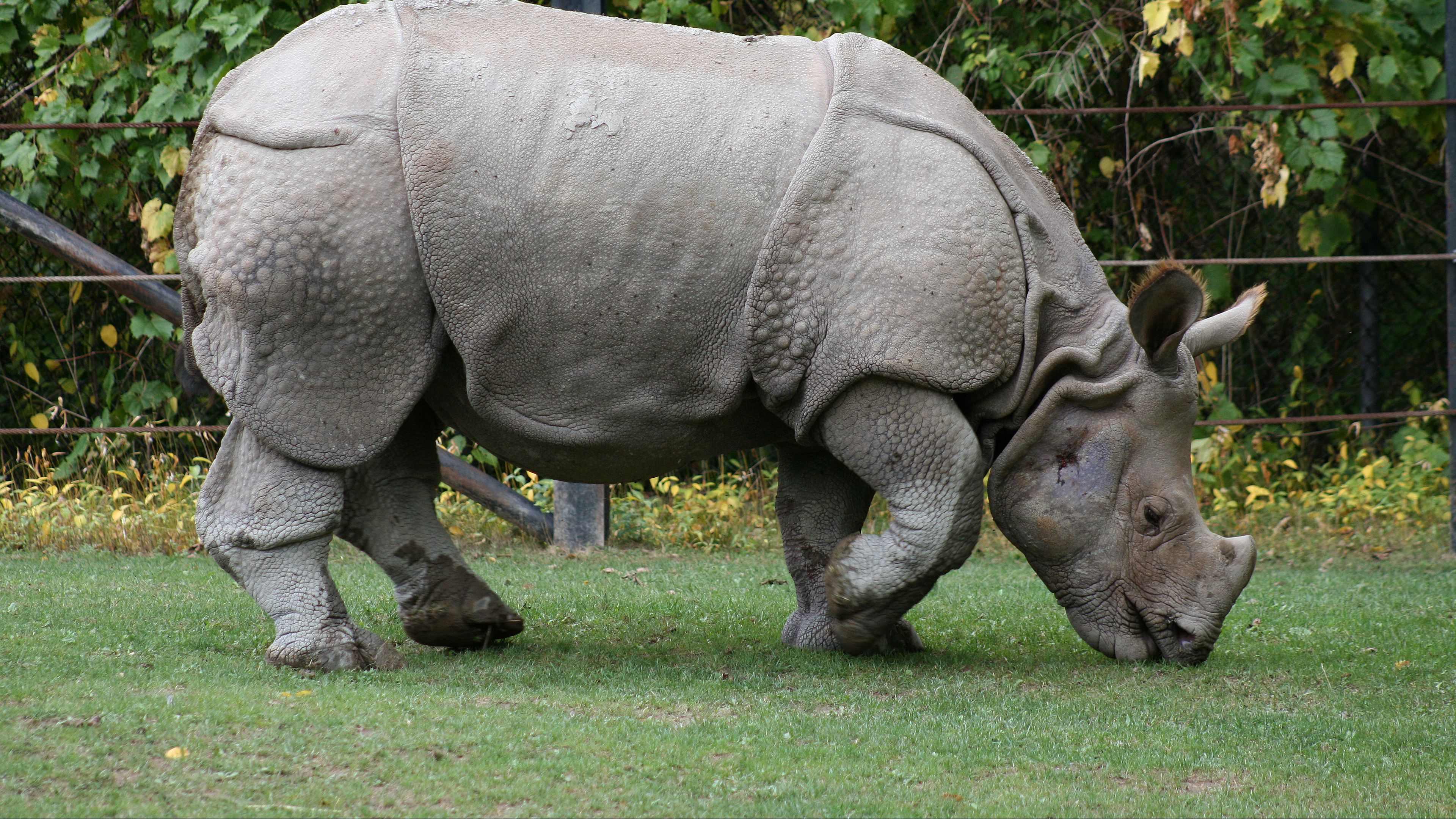 food, grass, nature reserve, rhino, 4k, HD Wallpaper
