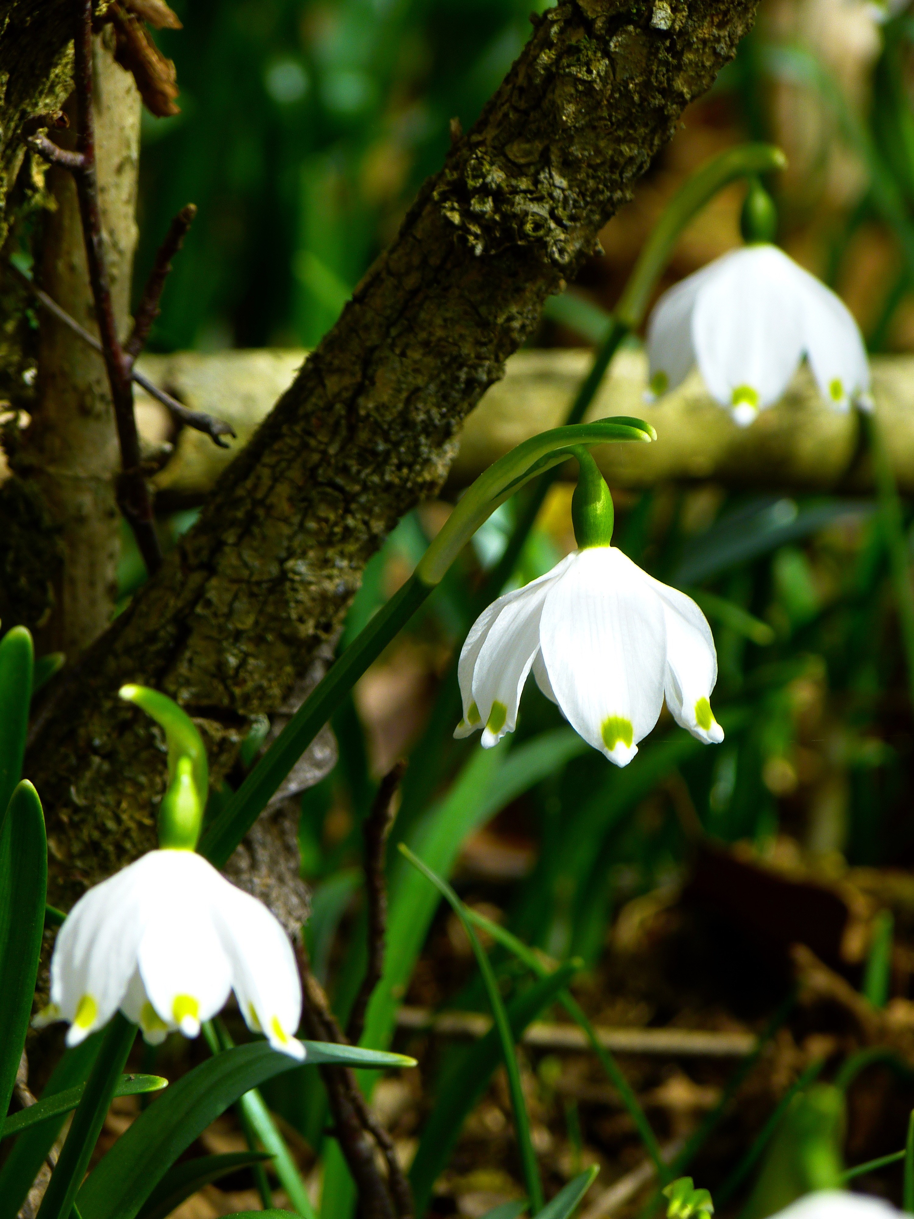 snowflake fruehlingsknotenblume spring spring flower 4k, Phone HD Wallpaper