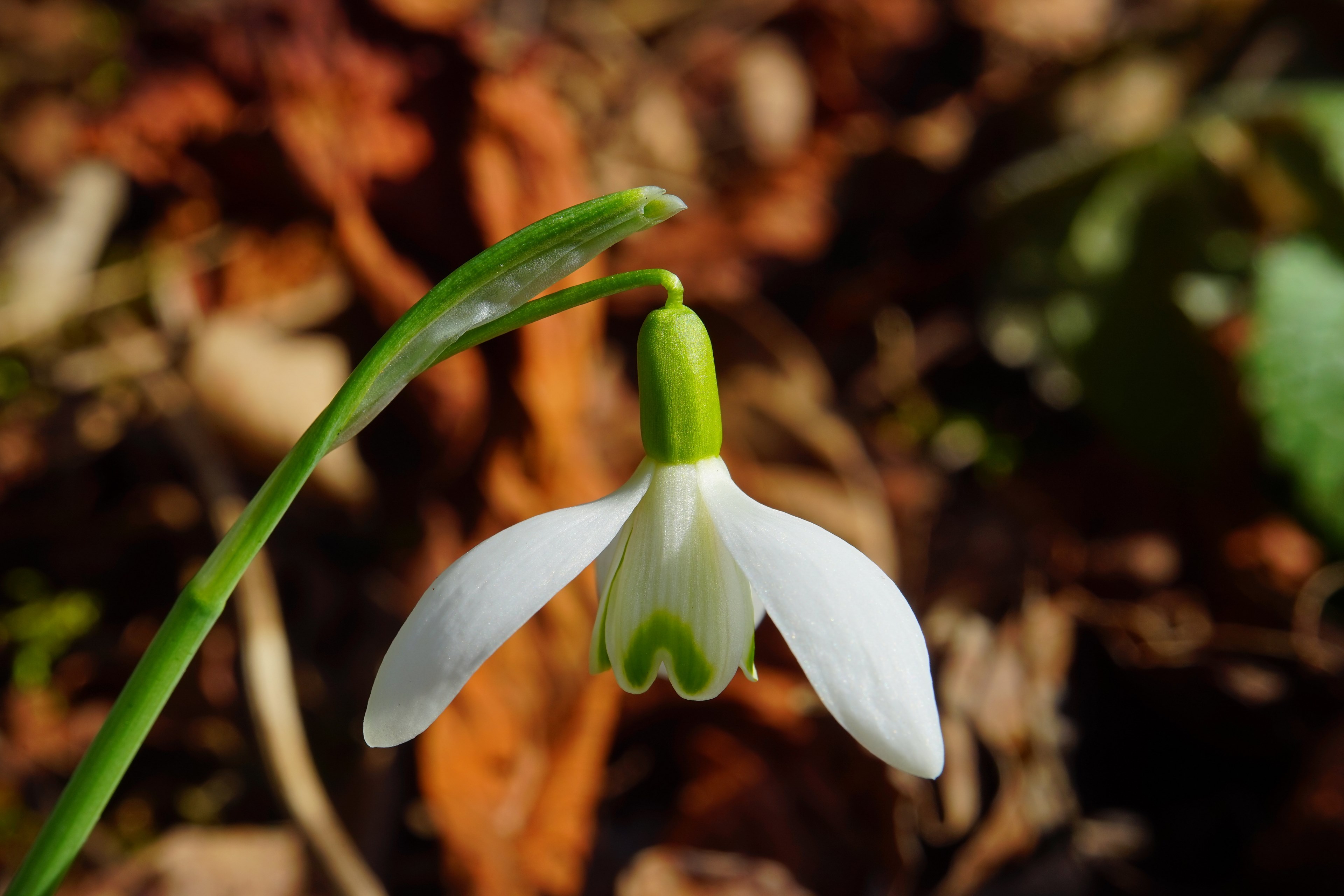 snowdrop blossom bloom spring flower plant close 4k, HD Wallpaper
