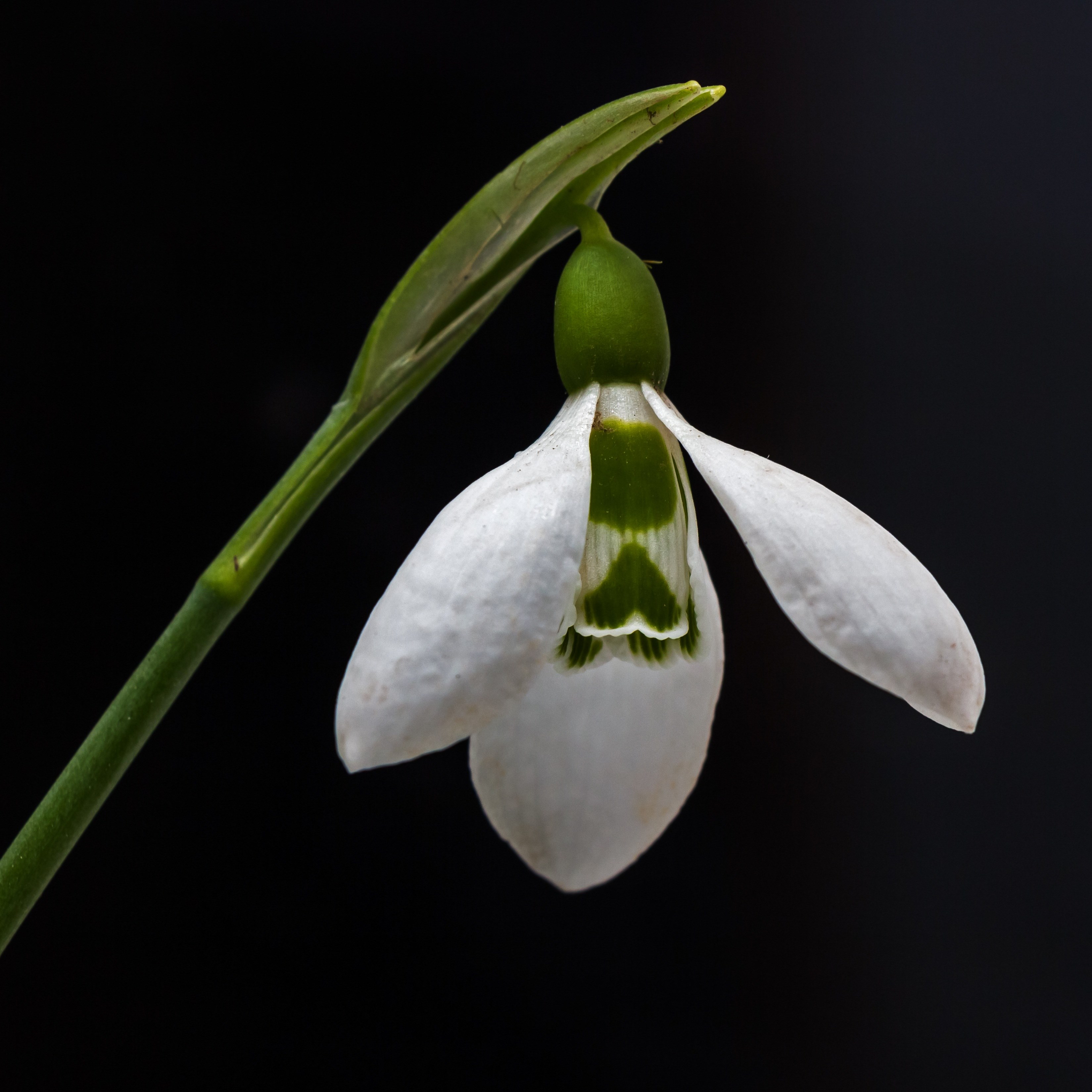 snowdrop flower nature plant macro spring 4k, Phone HD Wallpaper