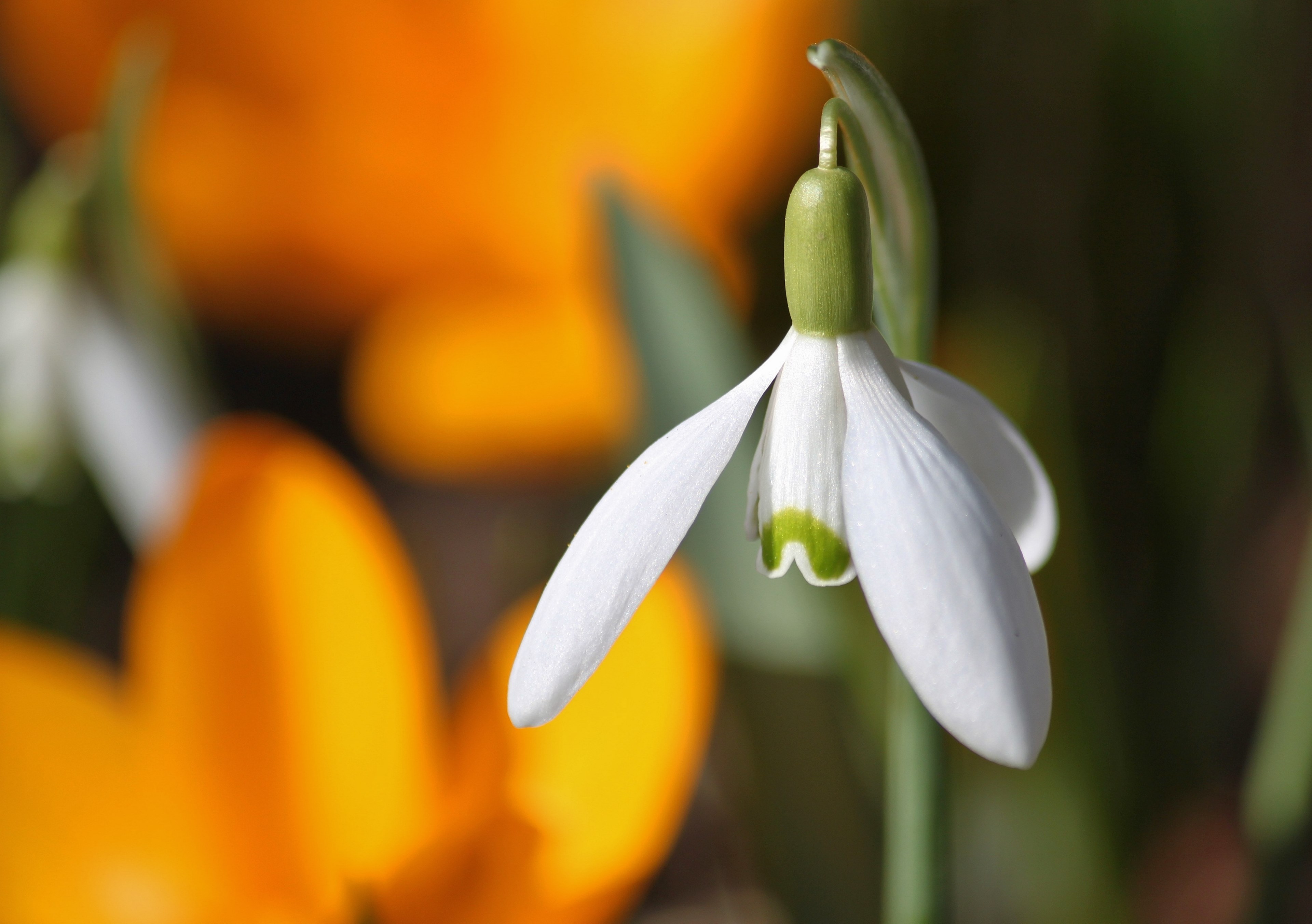 snowdrop blossom bloom flowers flower spring 4k, HD Wallpaper