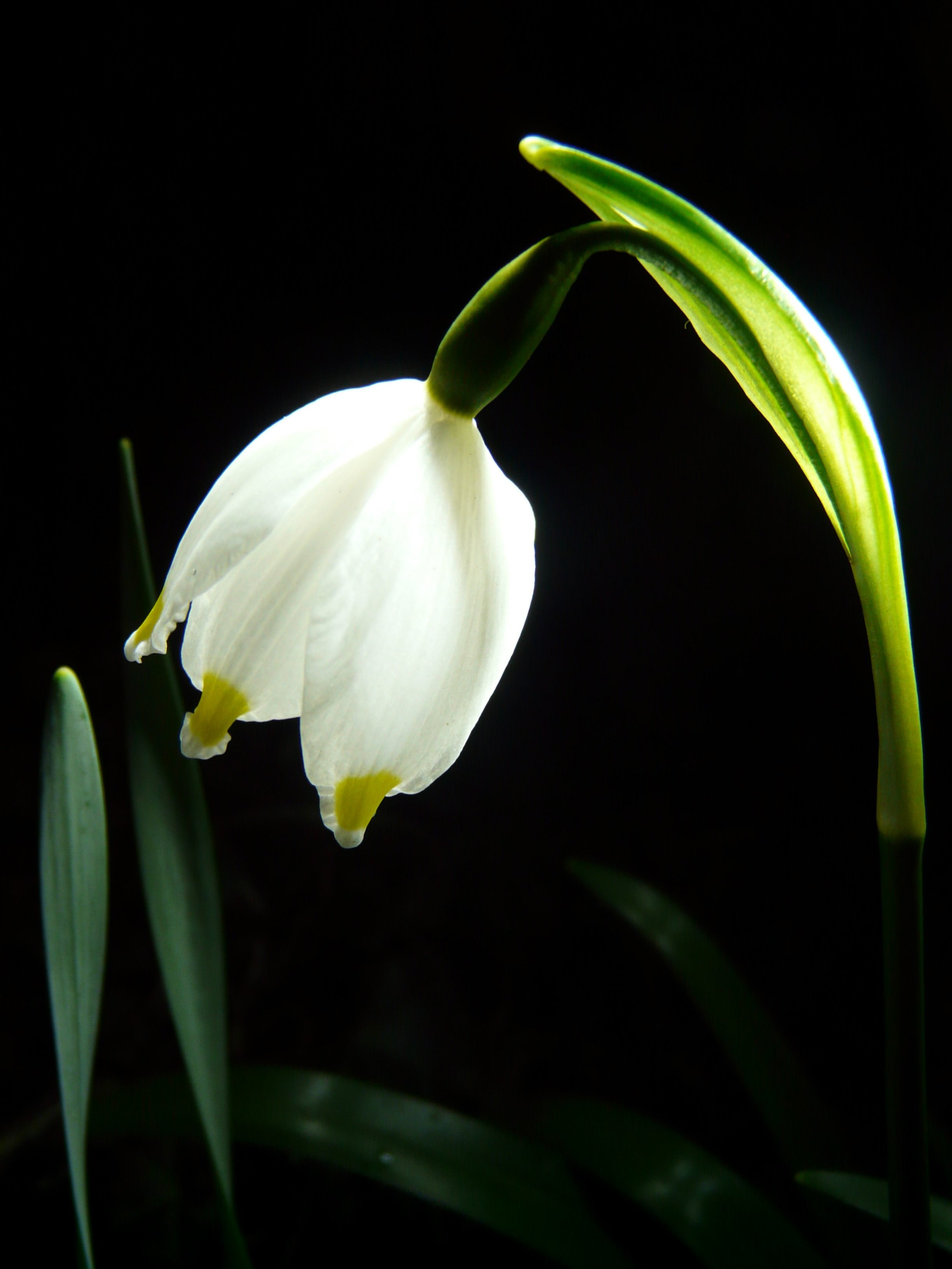 snowflake flower spring blossom bloom bloom plant 4k, Phone HD Wallpaper