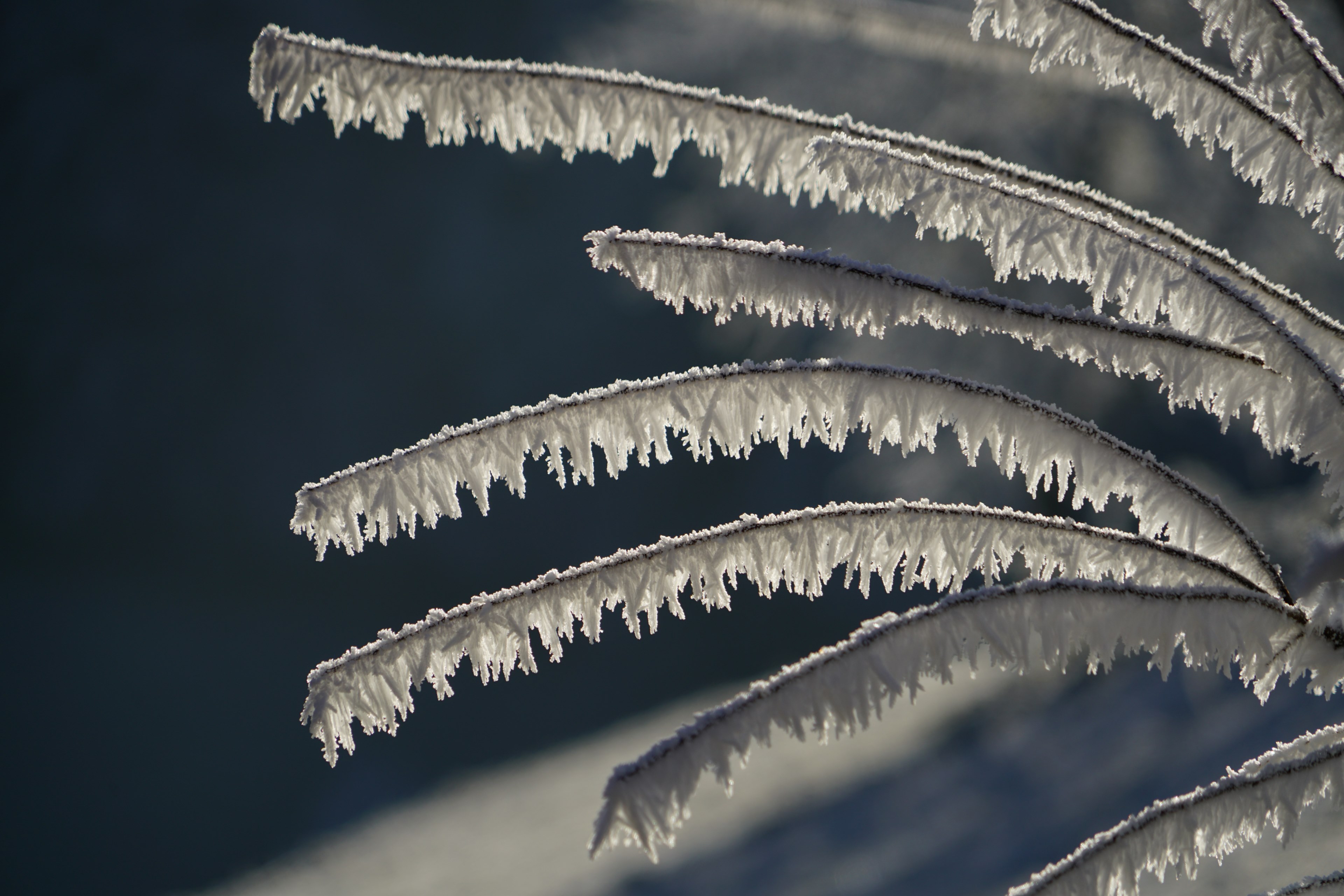 snow crystals iced branches bush hoarfrost 4k, HD Wallpaper