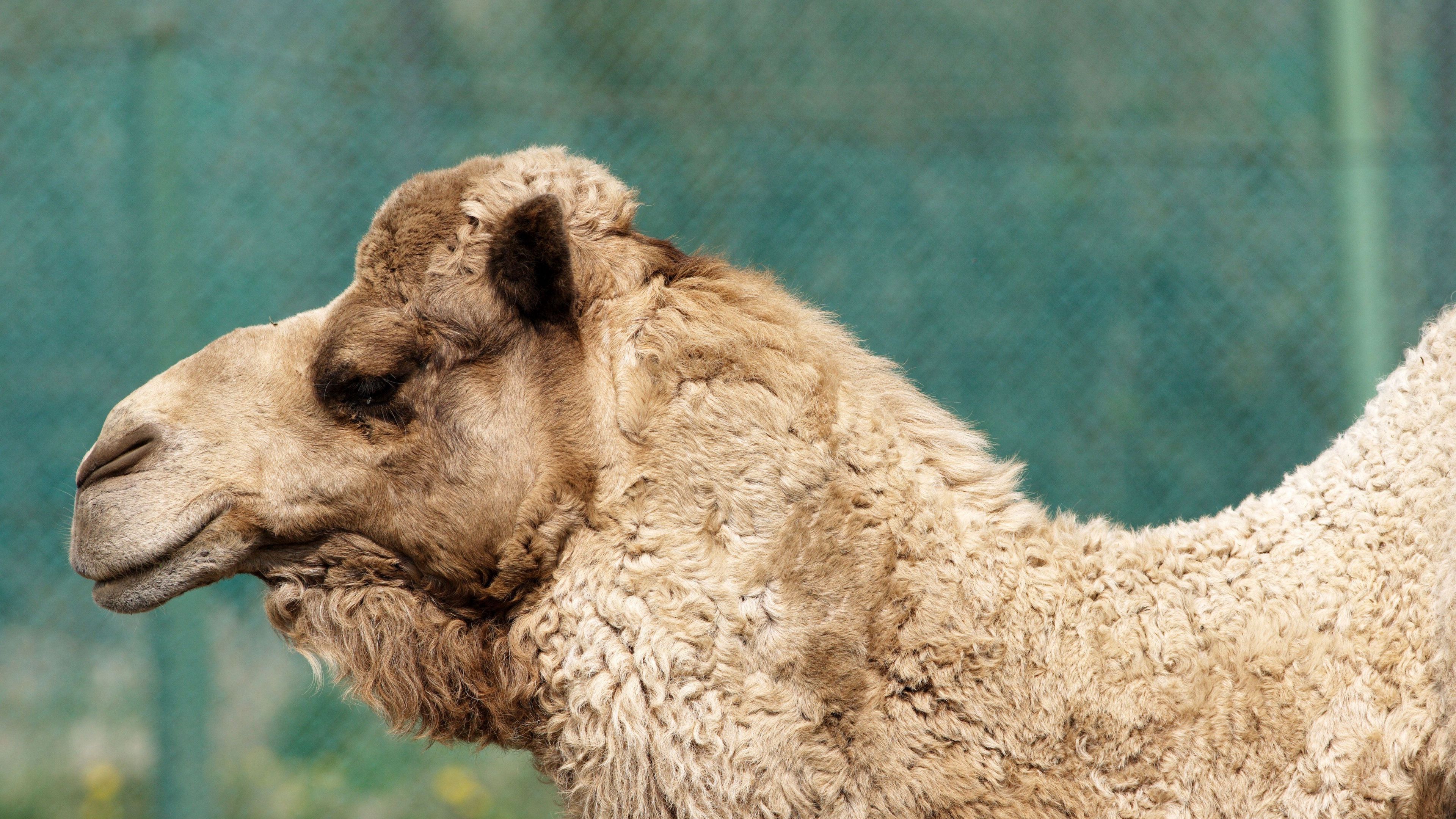 camel, face, profile, wool, 4k, HD Wallpaper