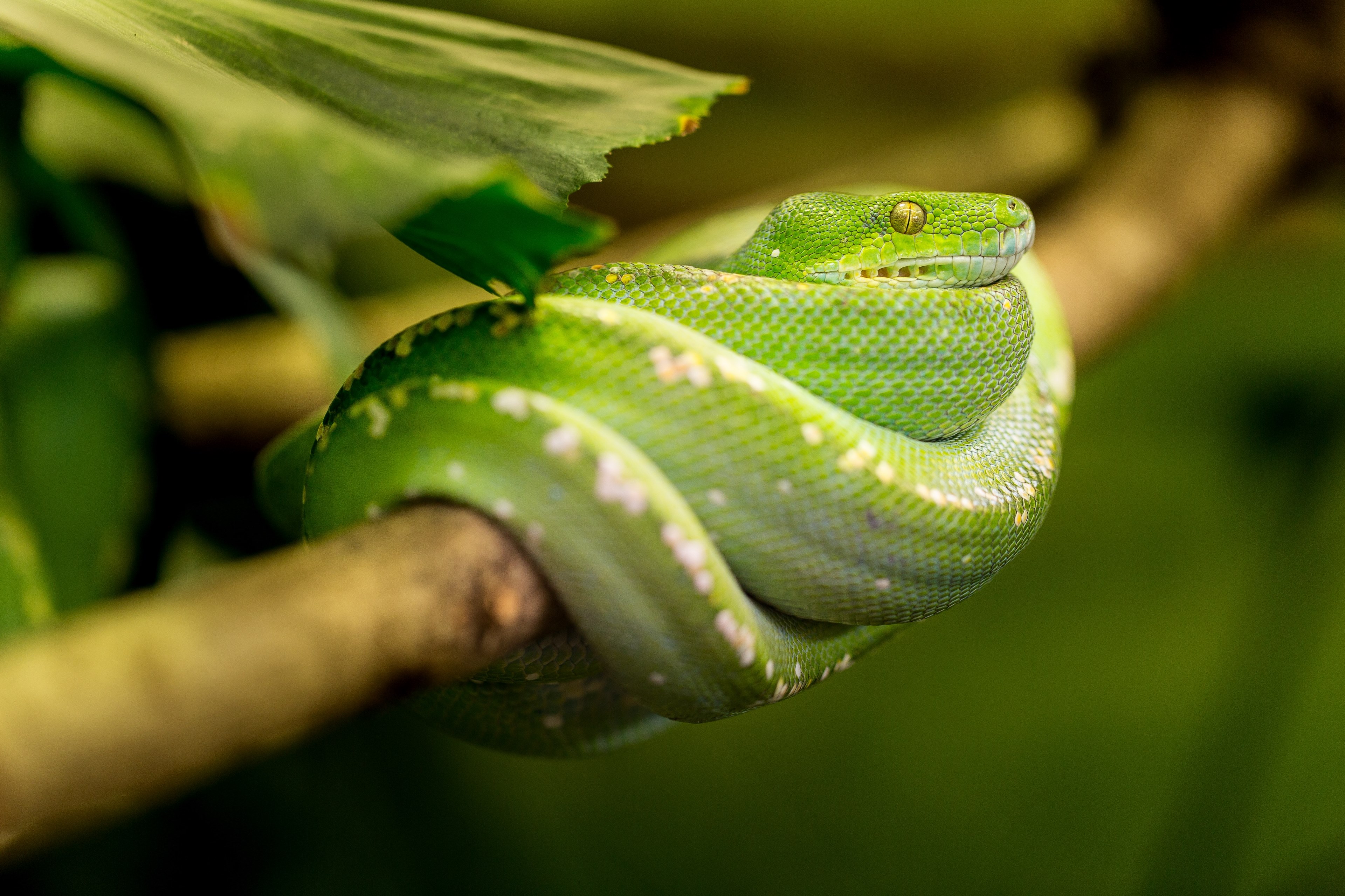 snake green macro animal zoo portrait exot 4k, HD Wallpaper