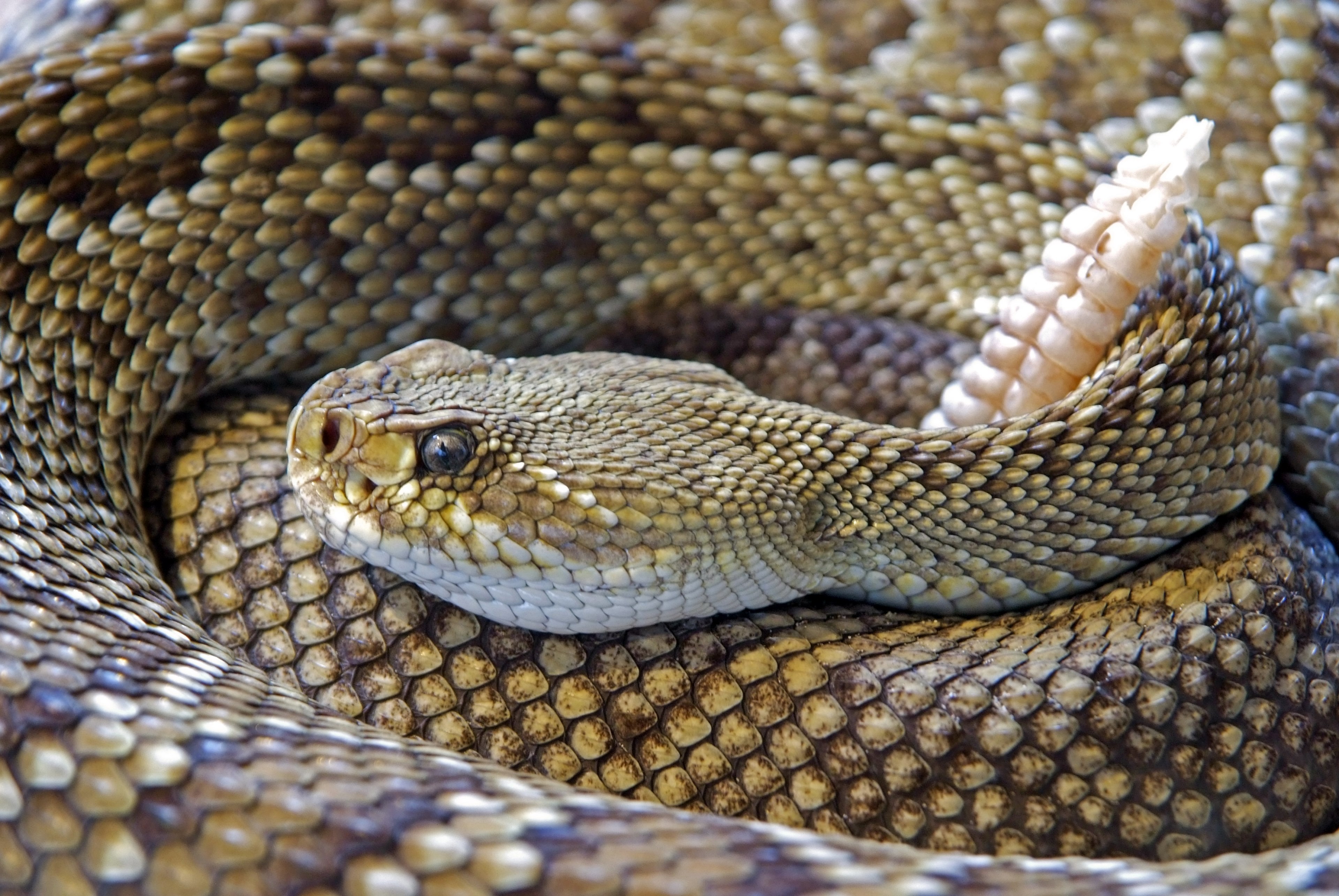 snake rattlesnake reptile skin venom sting animal 4k, HD Wallpaper