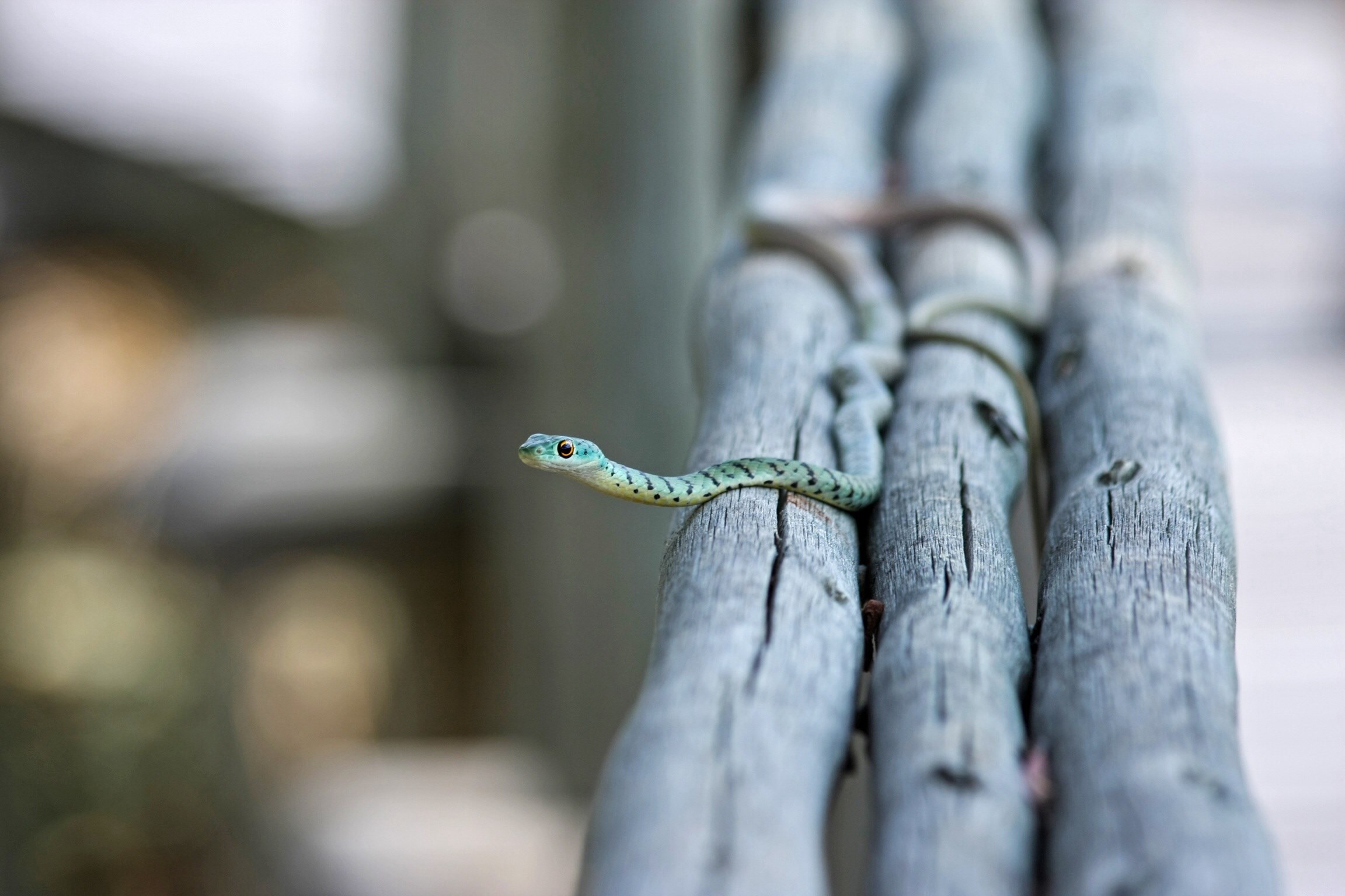 snake animal nature toxic aggressive 4k, HD Wallpaper