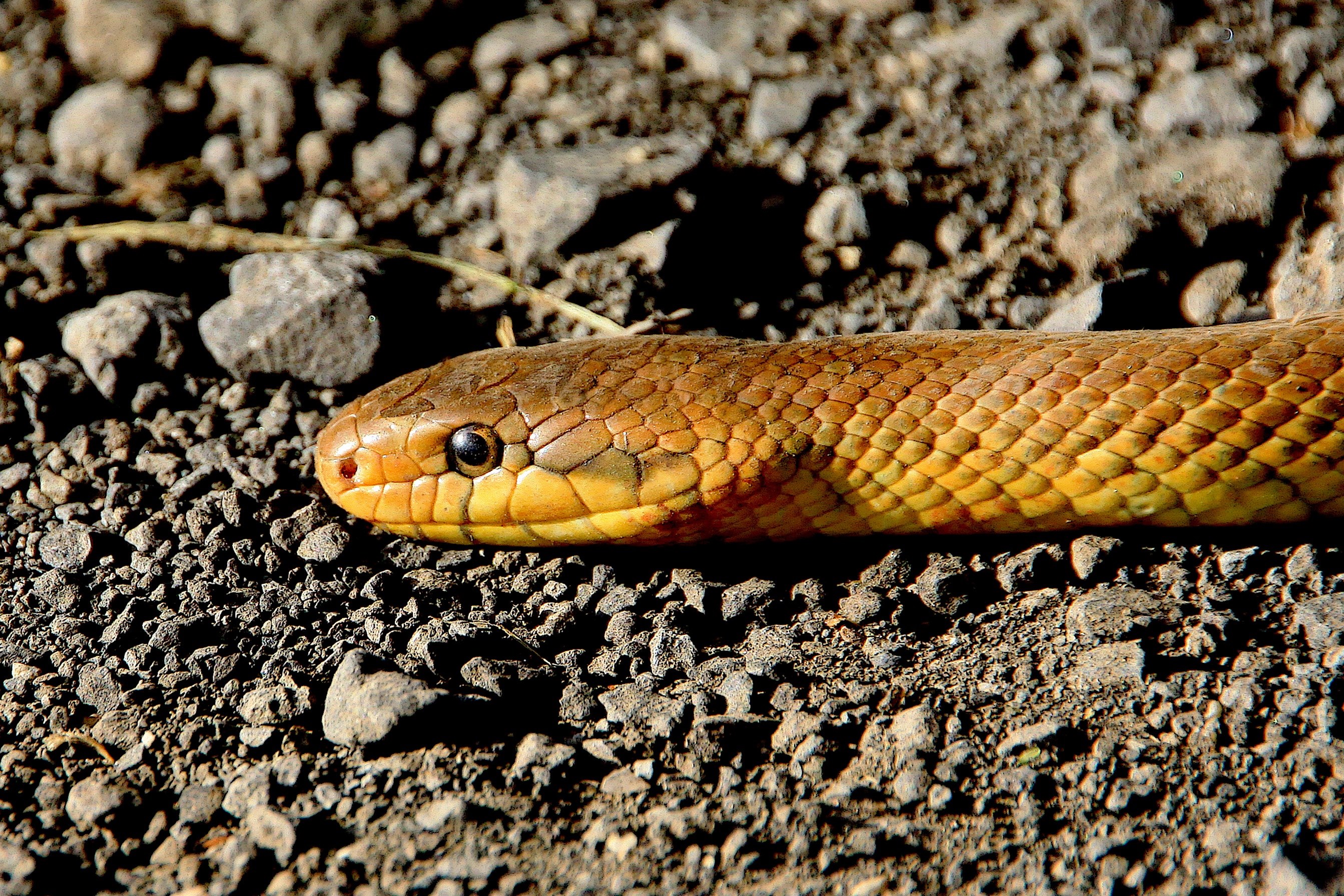snake animals reptile non toxic snakes species 4k, HD Wallpaper