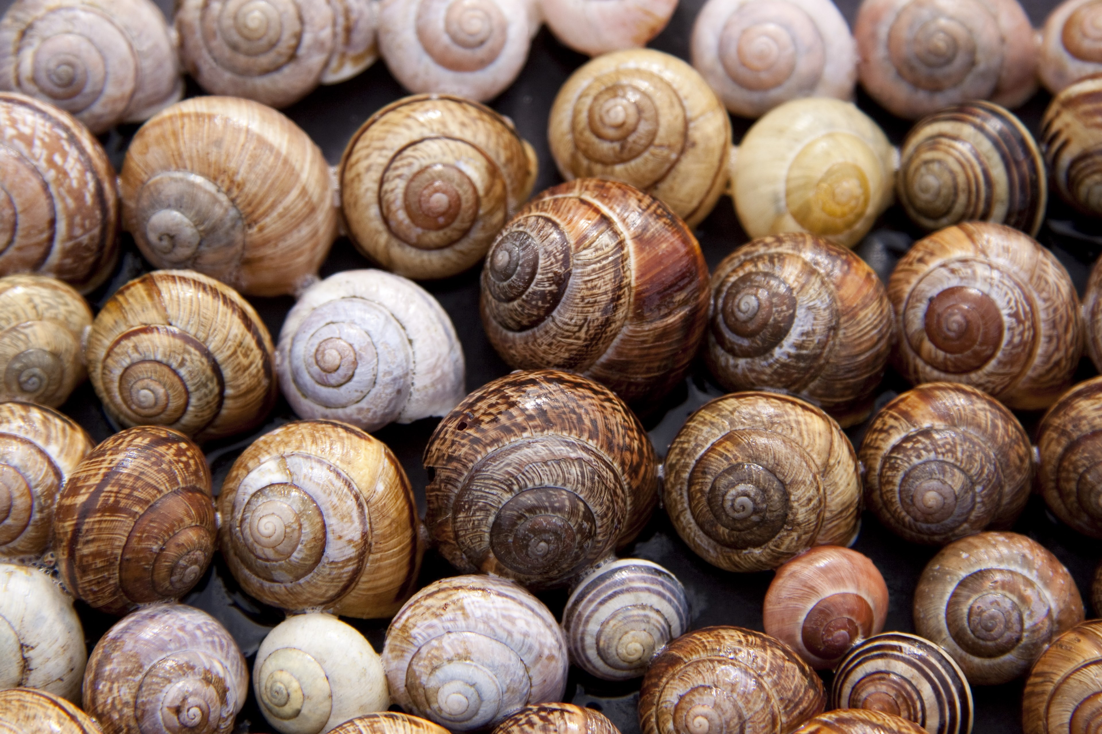 snail shells arianta arbustorum schalenweichtiere 4k, HD Wallpaper