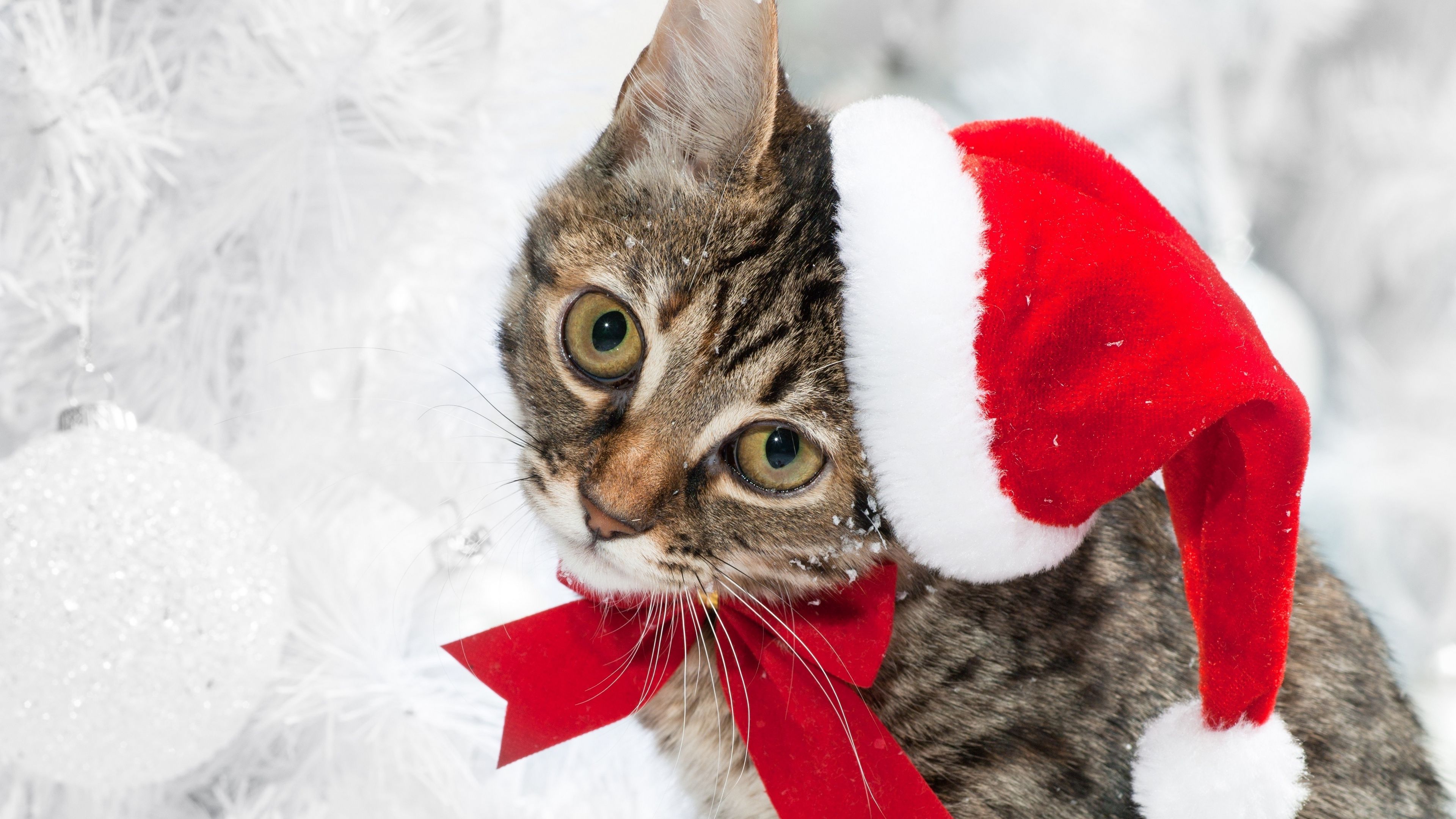 cat, christmas hat, face, snow, winter, 4k, HD Wallpaper