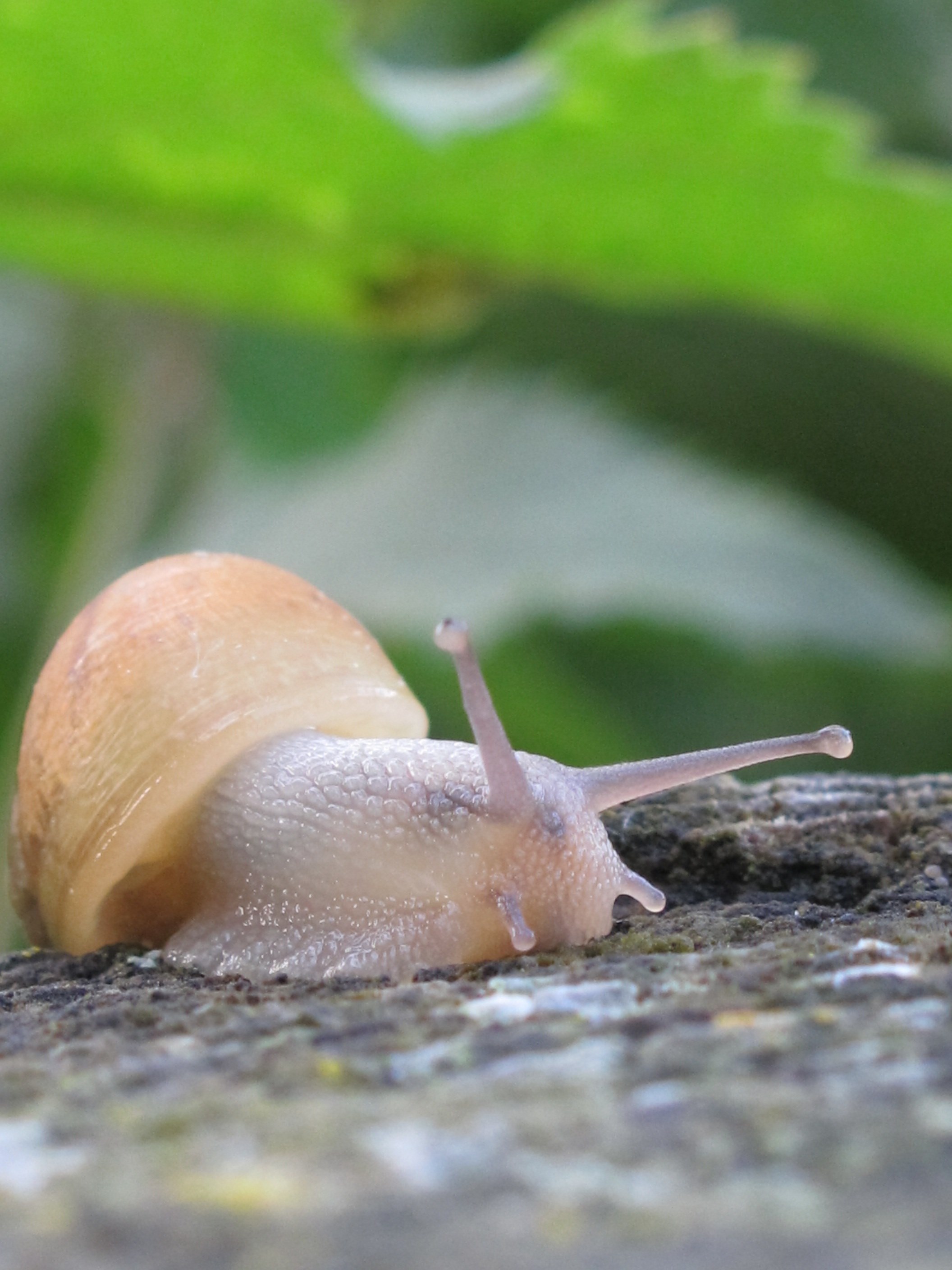 snail leaf trunk nature animal green 4k, Phone HD Wallpaper