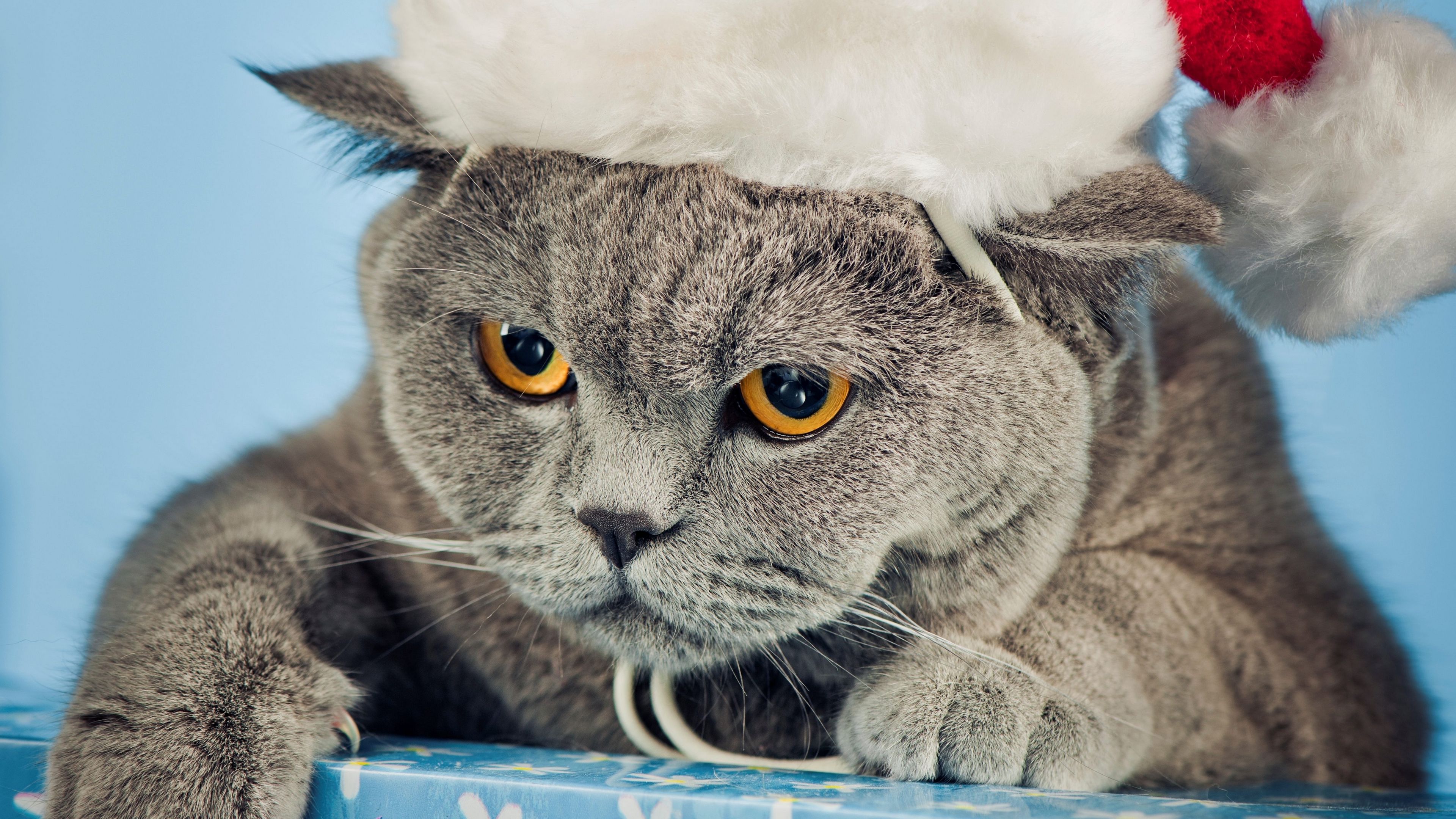 cat, hat, new year, nice, 4k, HD Wallpaper