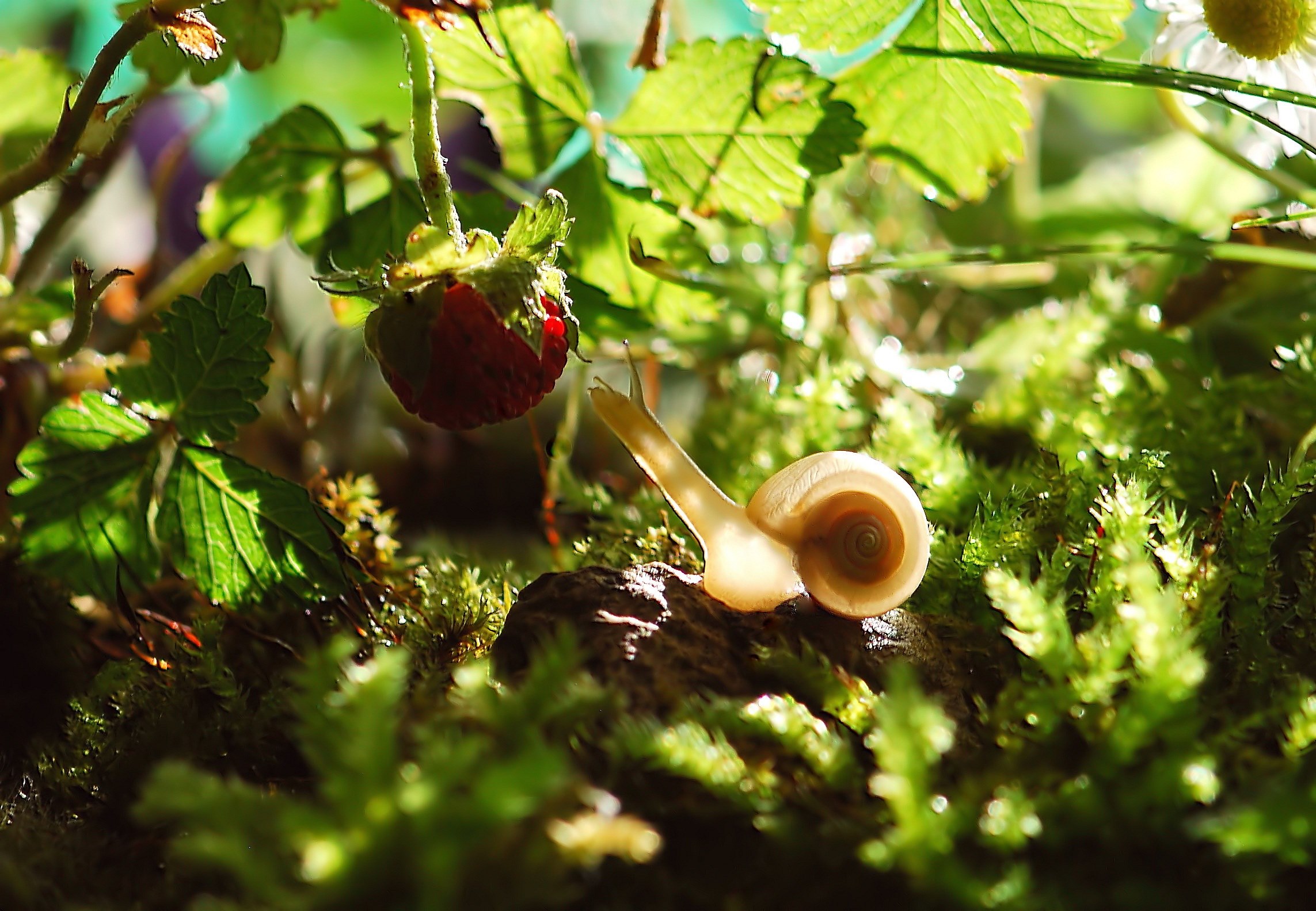 snail animal nature shell mollusk garden slowly 4k, HD Wallpaper