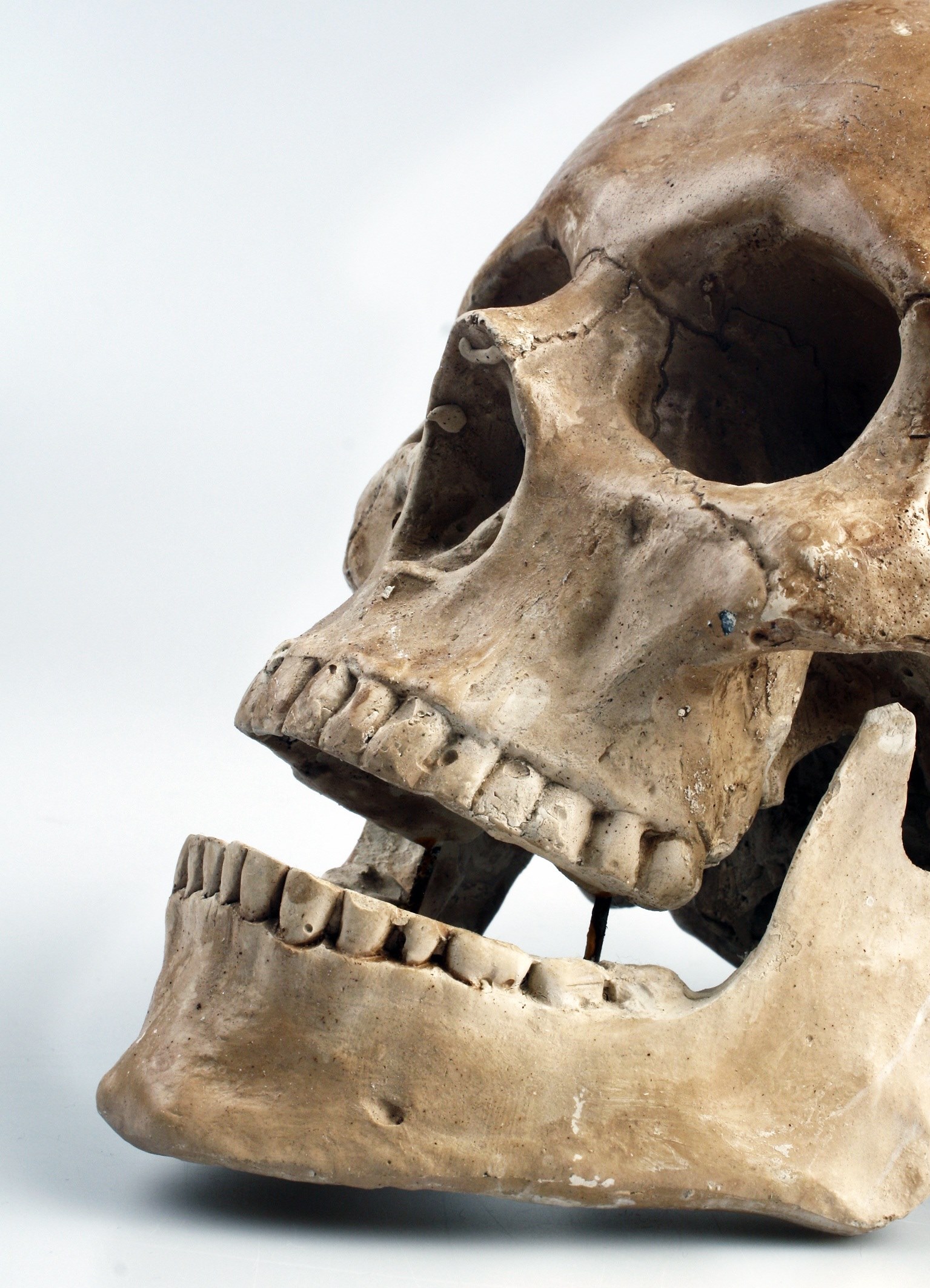 skull color teeth 4k, Phone HD Wallpaper