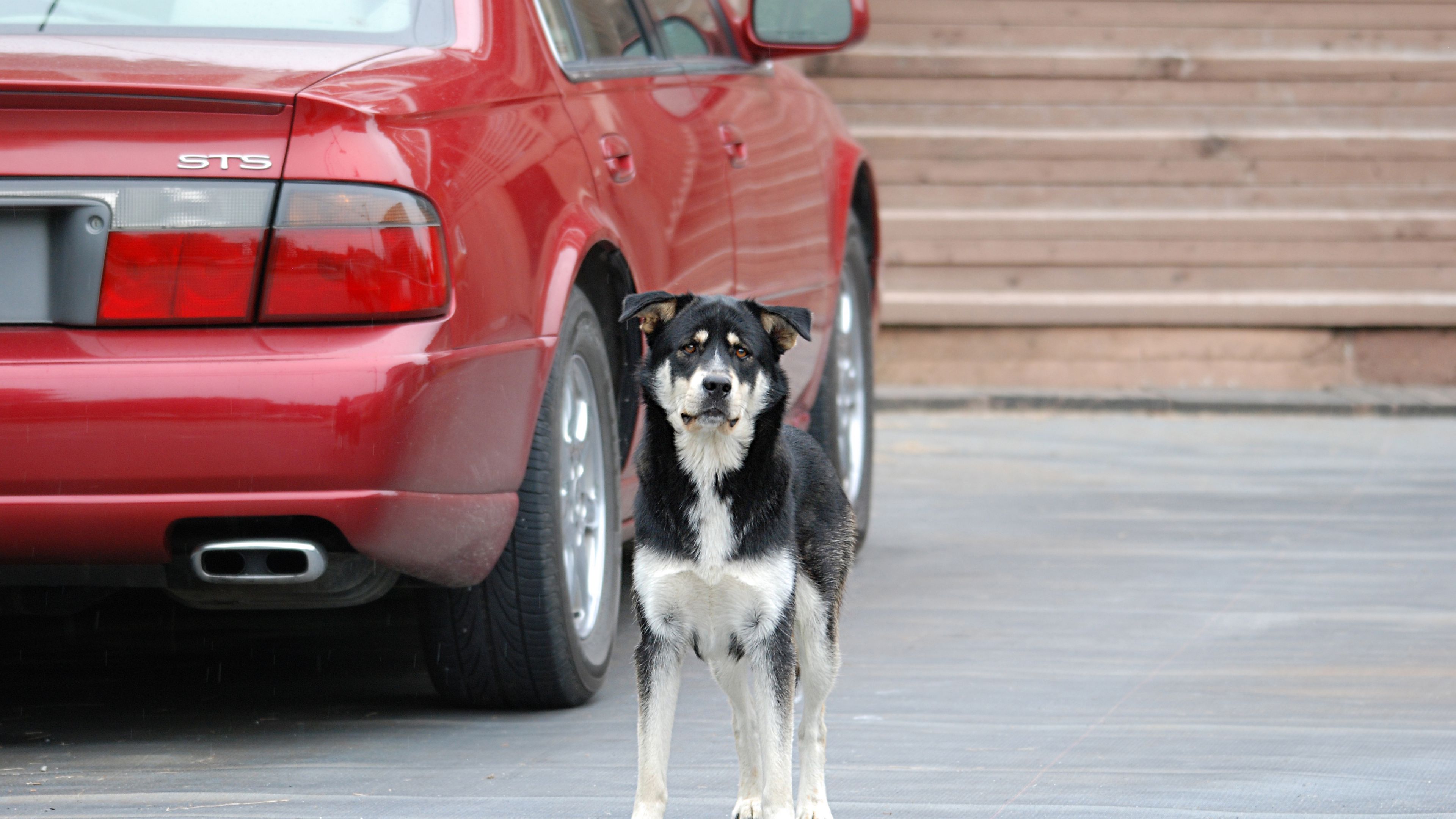 dog, street, car, 4k, HD Wallpaper