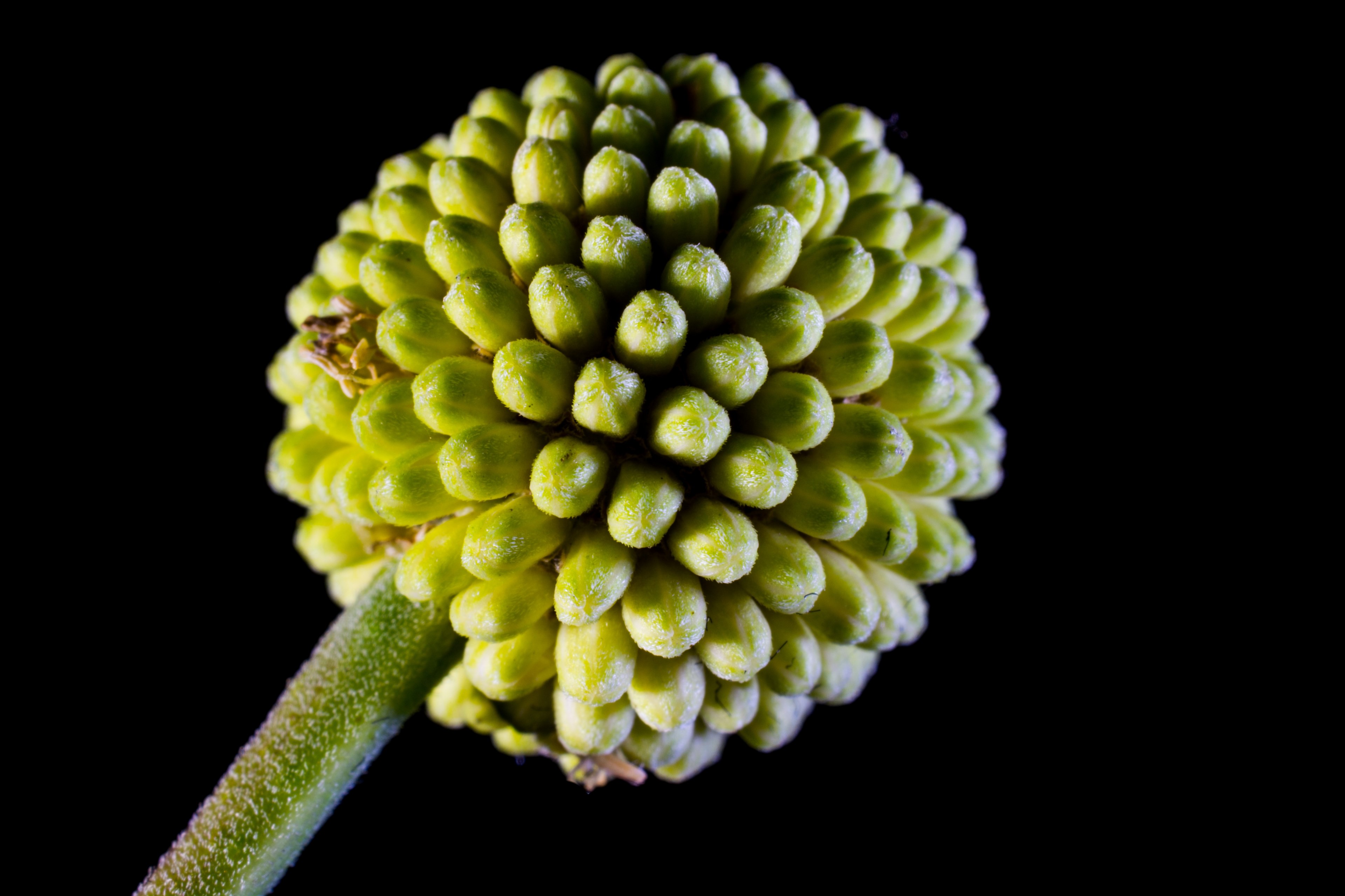 small flower flower wild flower green 4k, HD Wallpaper