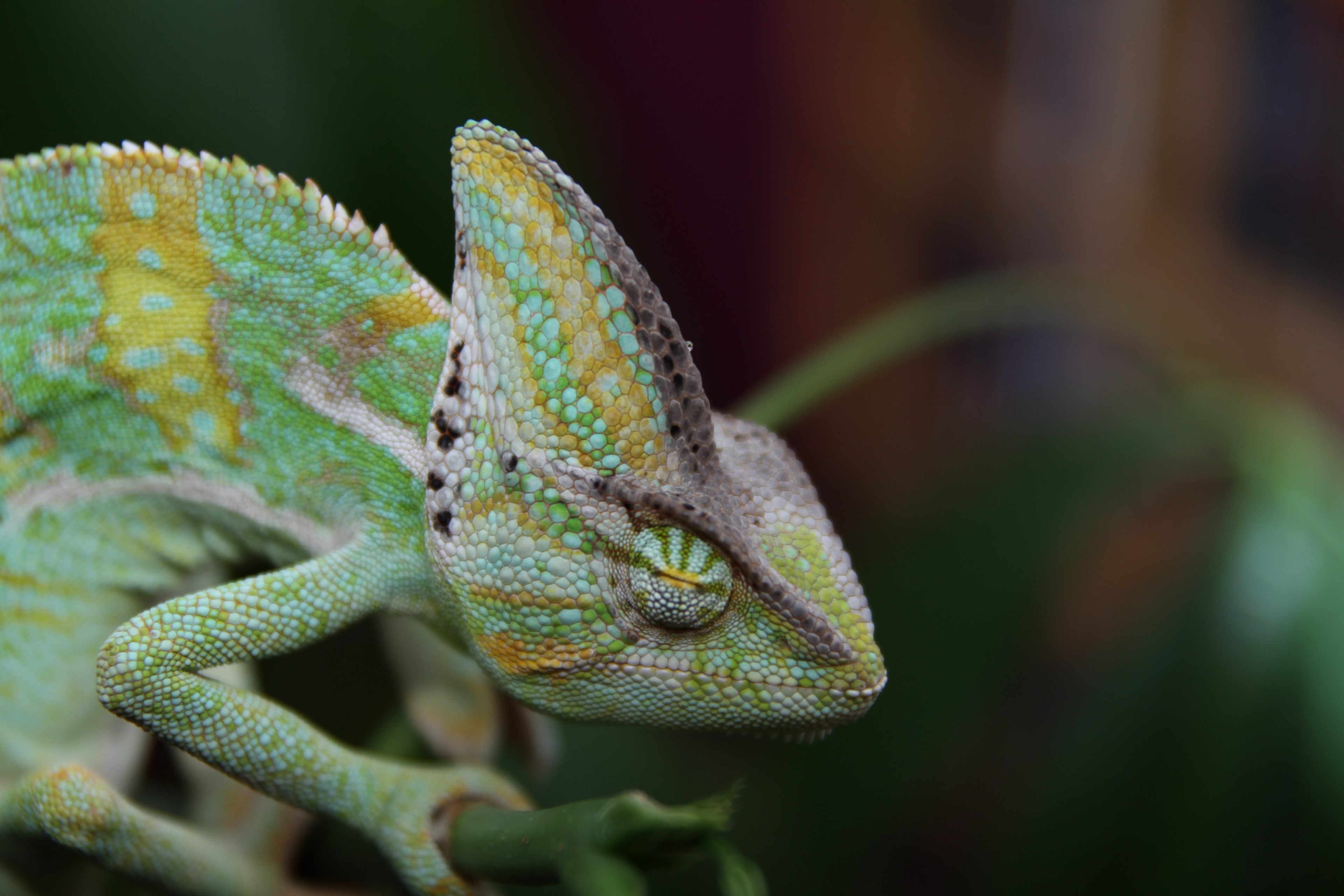 sleeping chameleon yemen chameleon reptile animal 4k, HD Wallpaper