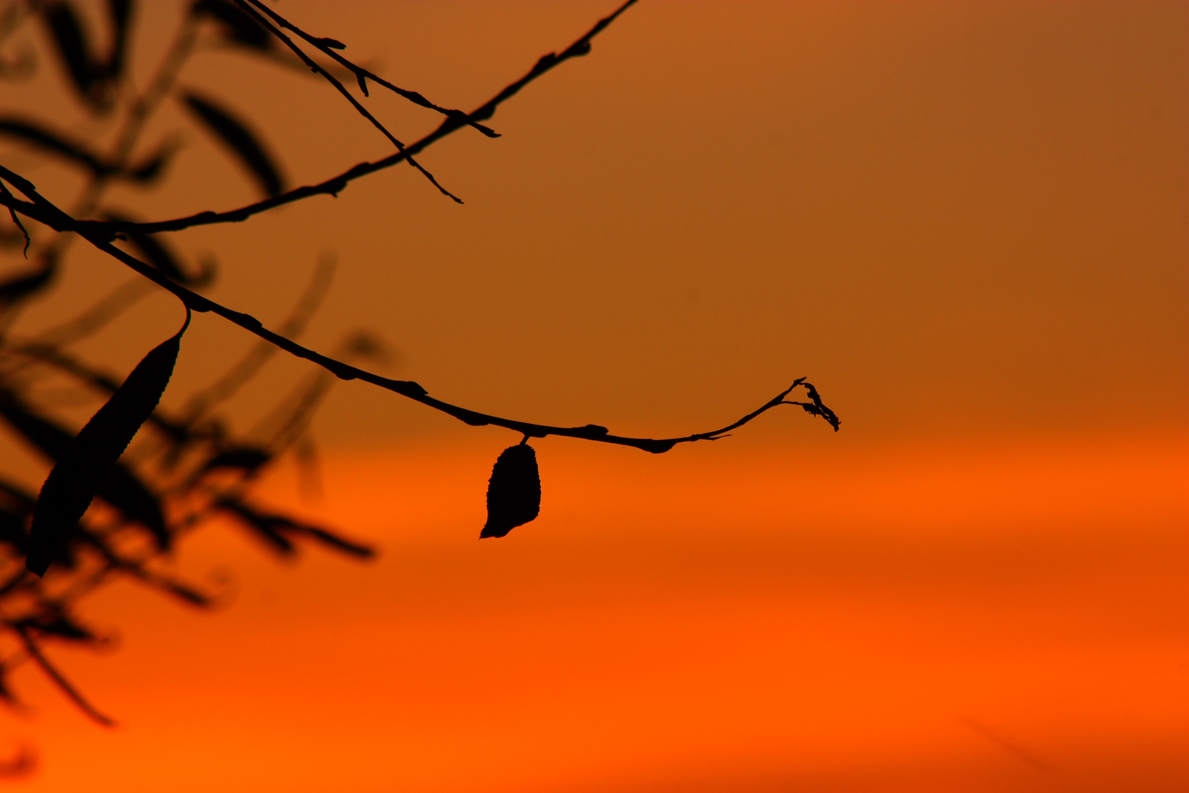 silhouette lights sunrise evening dusk gold 4k, HD Wallpaper