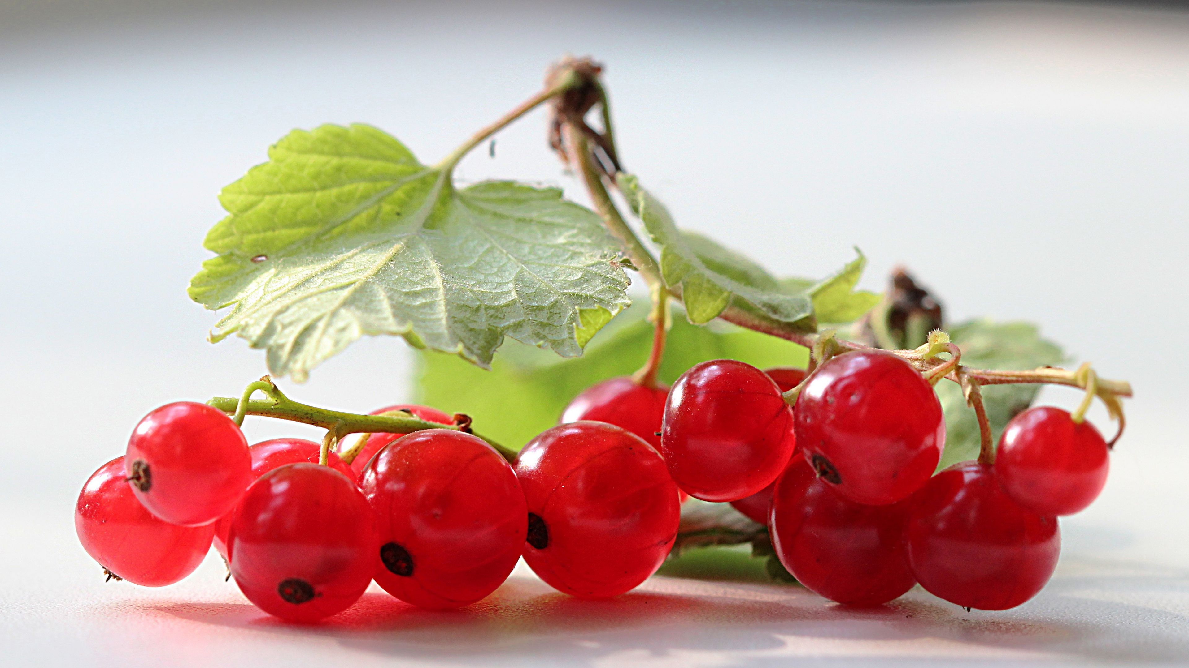 currants, branches, leaves, herbs, 4k, HD Wallpaper