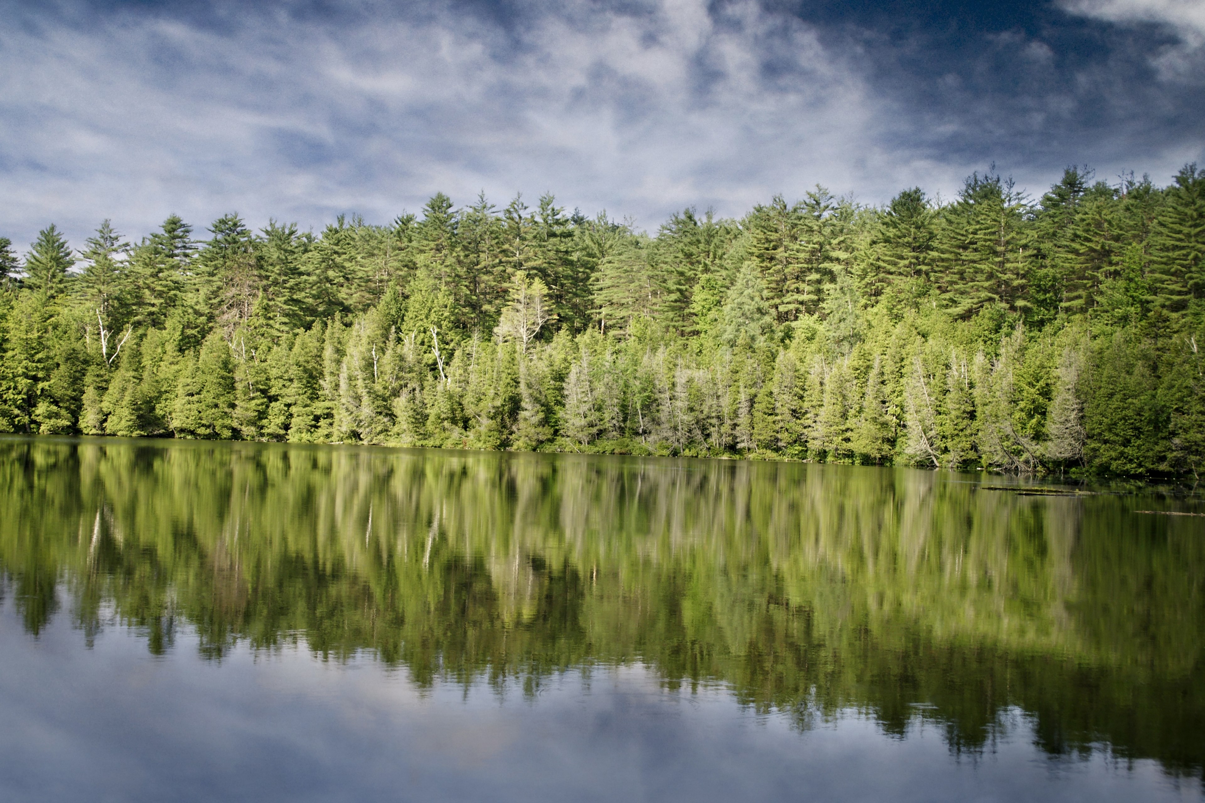 shore lake forest bank fir trees fir reflections 4k, HD Wallpaper