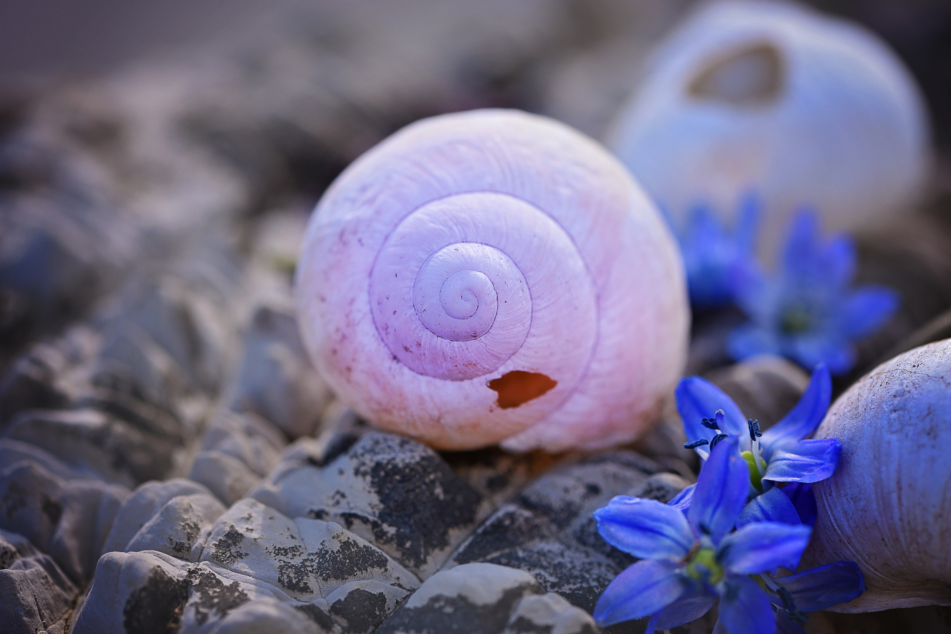 shell empty empty snail shell broken damaged 4k, HD Wallpaper